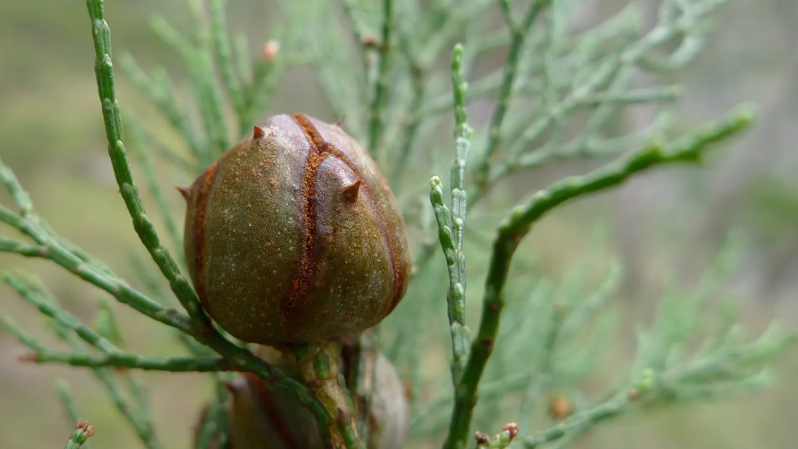 Pinon Pine, Pinyon Or Nut Pine (Pinus Edulis) — sturdy branches adorned by needles in pairs; pi√±on typically reaches a mature height of 10 to 20 feet and