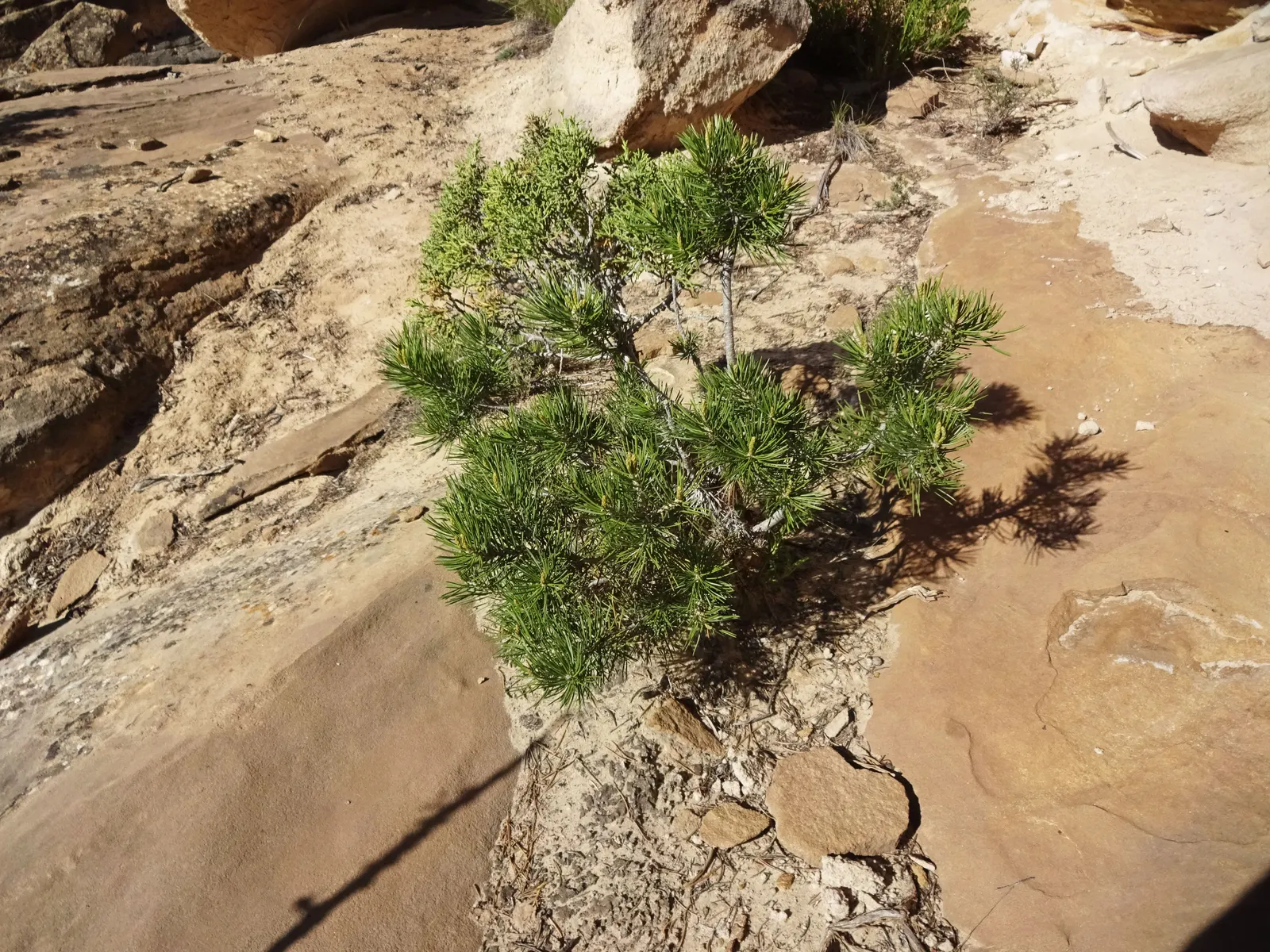 Pinon Pine, Pinyon Or Nut Pine (Pinus Edulis) — It is drought-tolerant once established