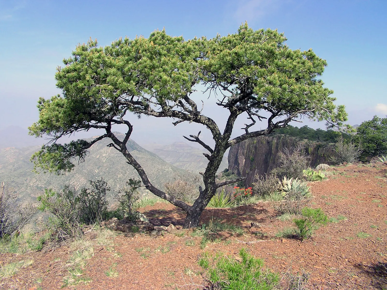 Pinon Pine, Pinyon Or Nut Pine (Pinus Edulis) — picturesque form often features a single or sometimes multi-trunk structure