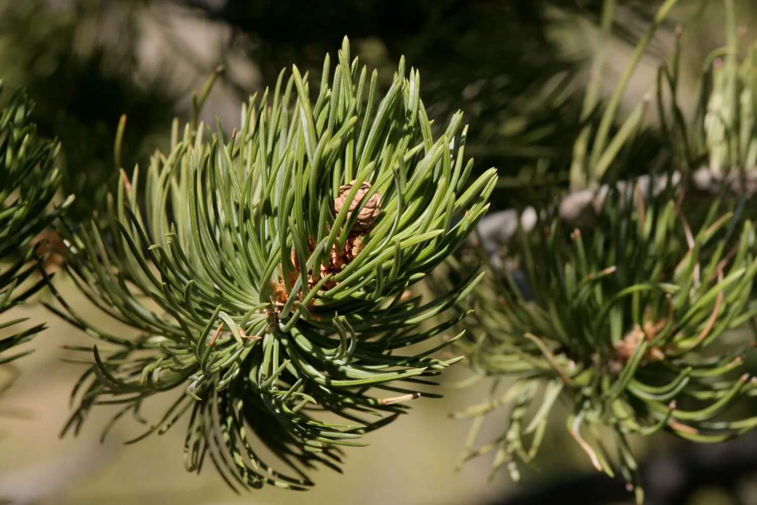 Pinon Pine, Pinyon Or Nut Pine (Pinus Edulis) — is a compact and robust evergreen species endemic to the Southwestern United States; commonly referred to as