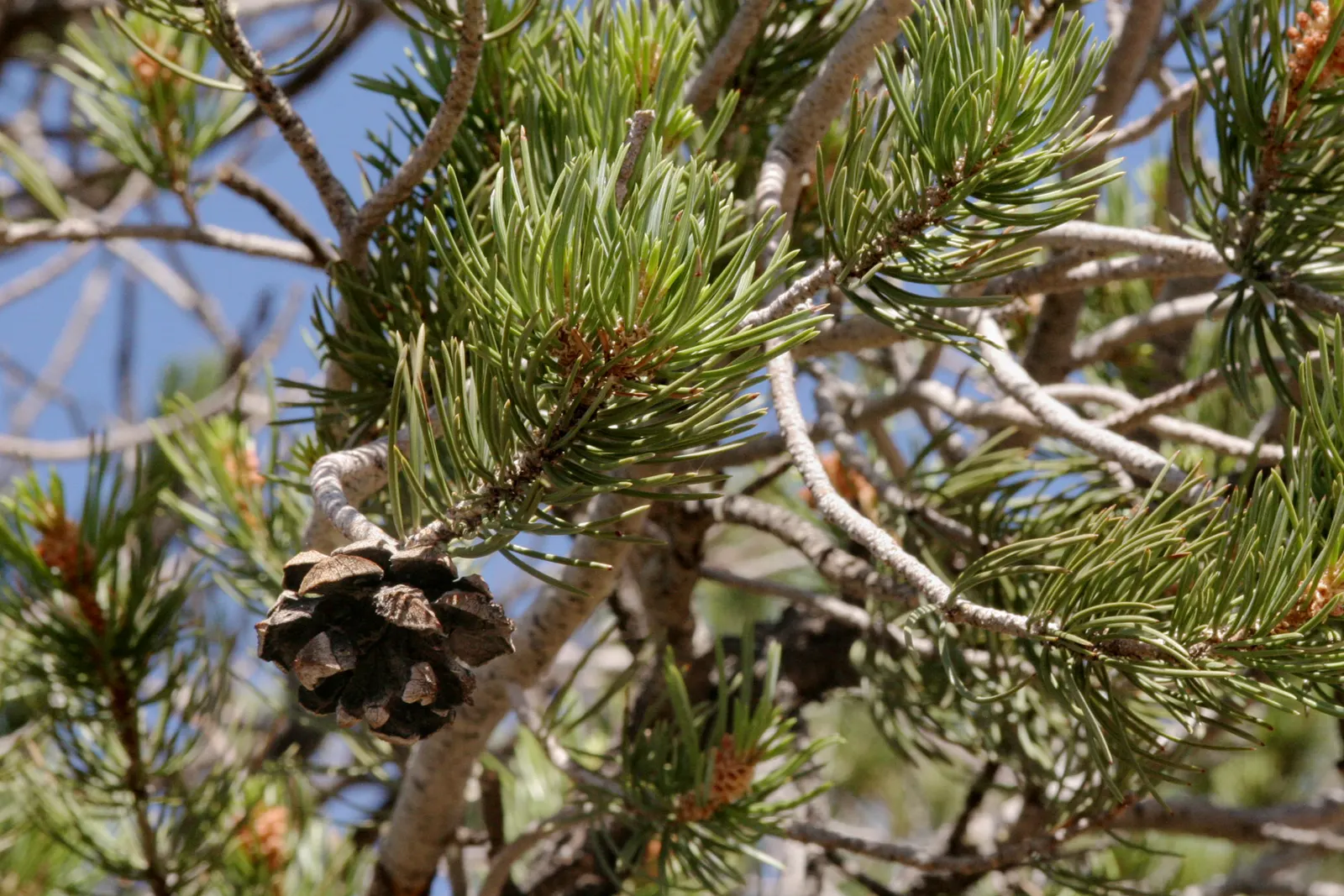 Pinon Pine, Pinyon Or Nut Pine (Pinus Edulis) — It features a rounded, compact form and dense foliage with short, bluish-green needles