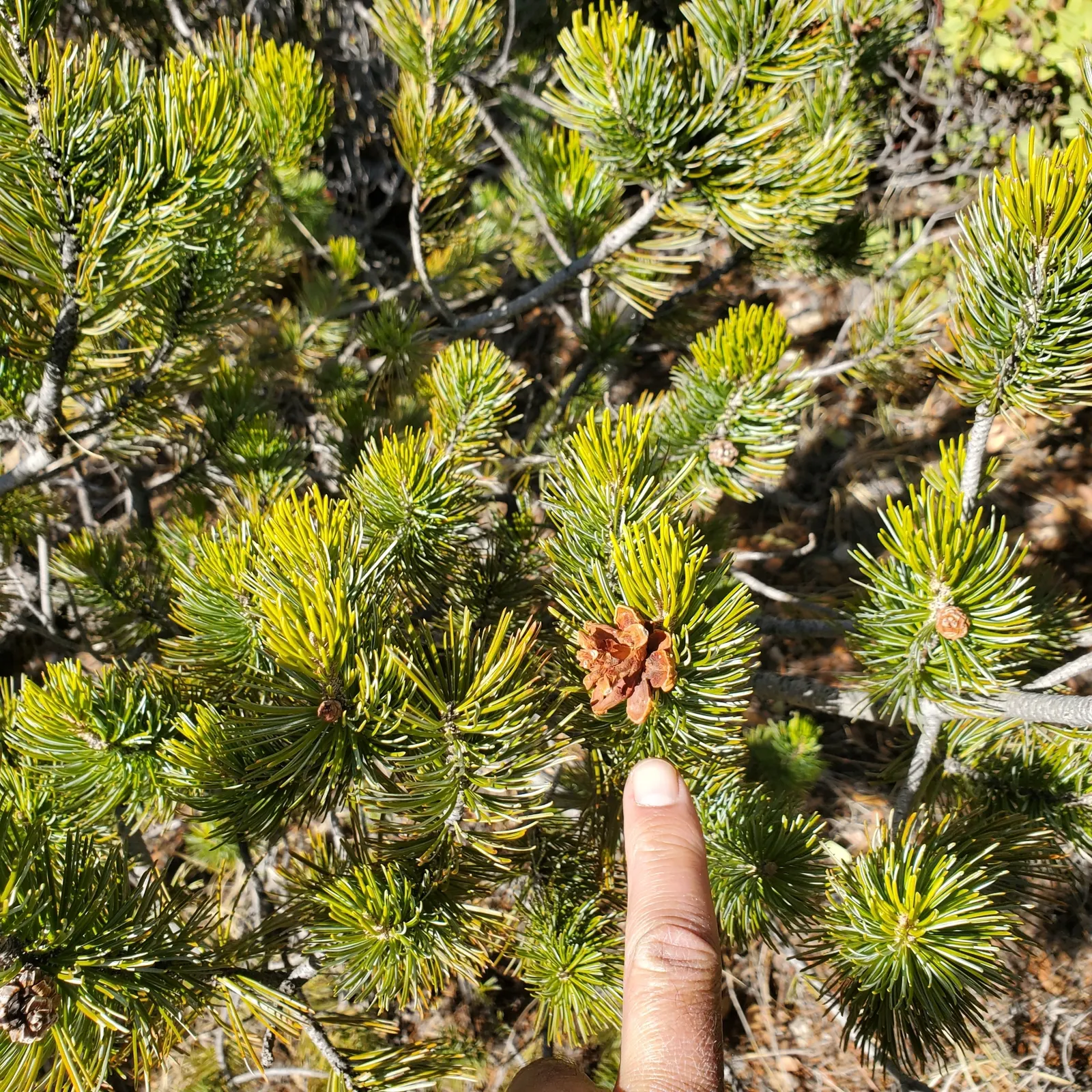 Pinon Pine, Pinyon Or Nut Pine (Pinus Edulis) — Prized for its edible nuts, this slow-growing conifer thrives in arid conditions, zones 4-8; these seeds mature