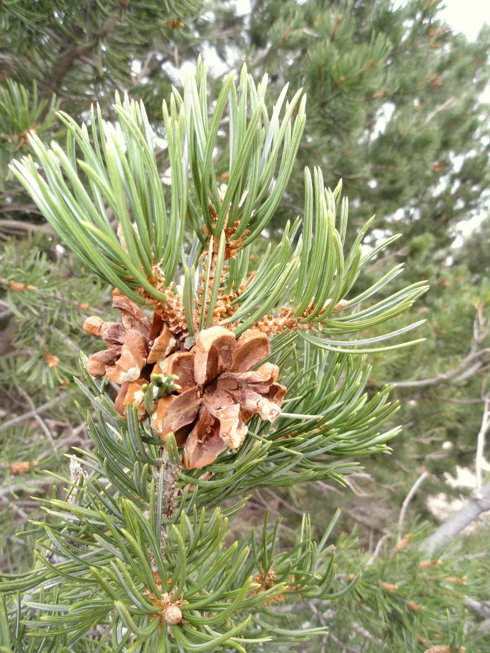 Pinon Pine, Pinyon Or Nut Pine (Pinus Edulis) — conifer / tree for full or half