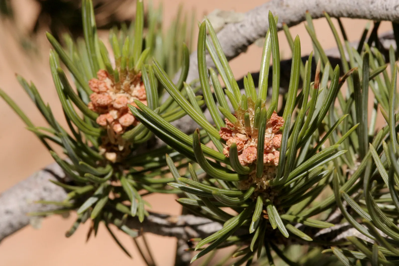 Pinon Pine, Pinyon Or Nut Pine (Pinus Edulis) — Pi√±on typically reaches a mature height of 10 to 20 feet and sports a similarly wide canopy spread; scaly bark
