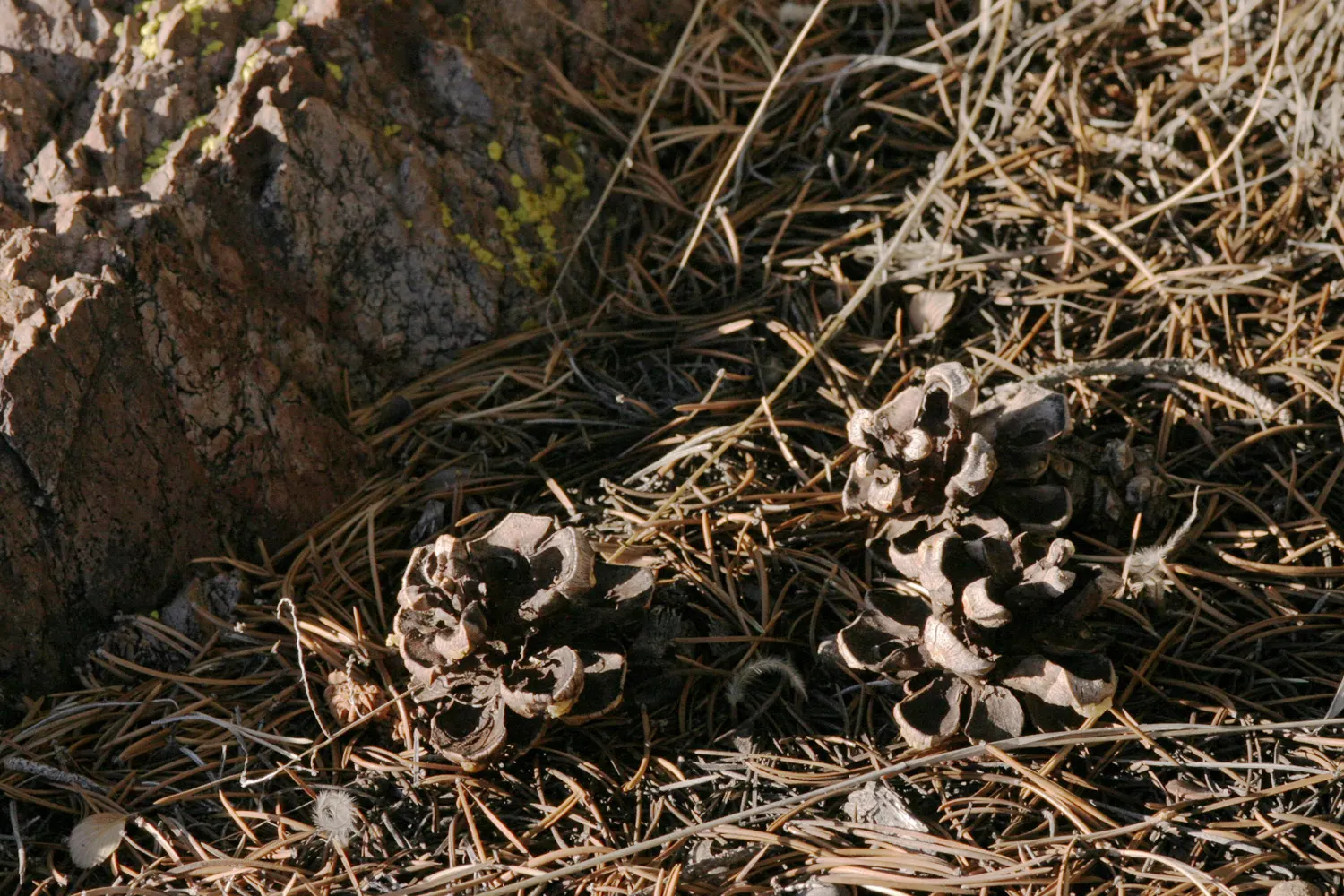 Pinon Pine, Pinyon Or Nut Pine (Pinus Edulis) — These seeds mature in the fall and are a valuable food source for wildlife