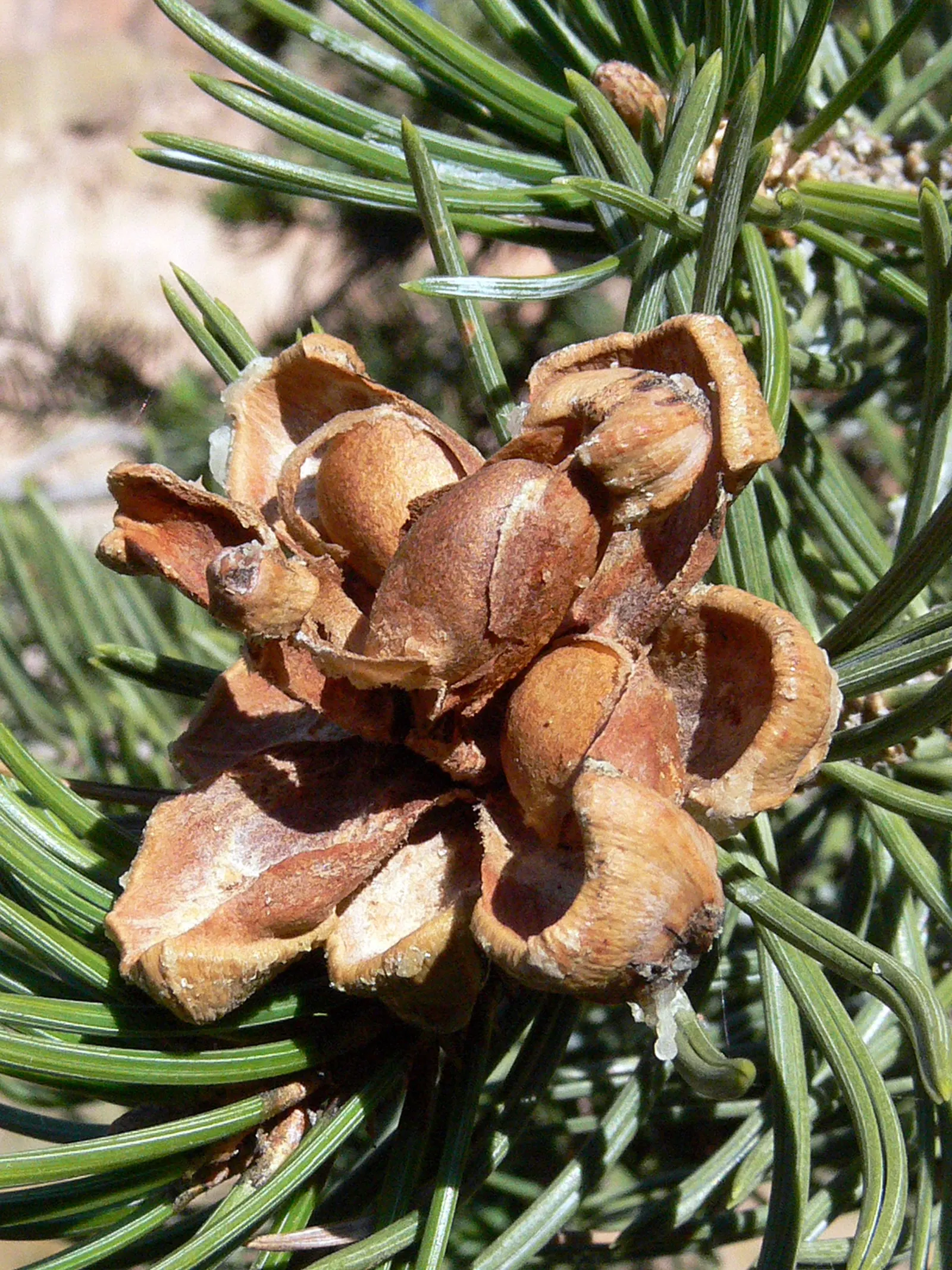Pinon Pine, Pinyon Or Nut Pine (Pinus Edulis) — with a dense crown of short