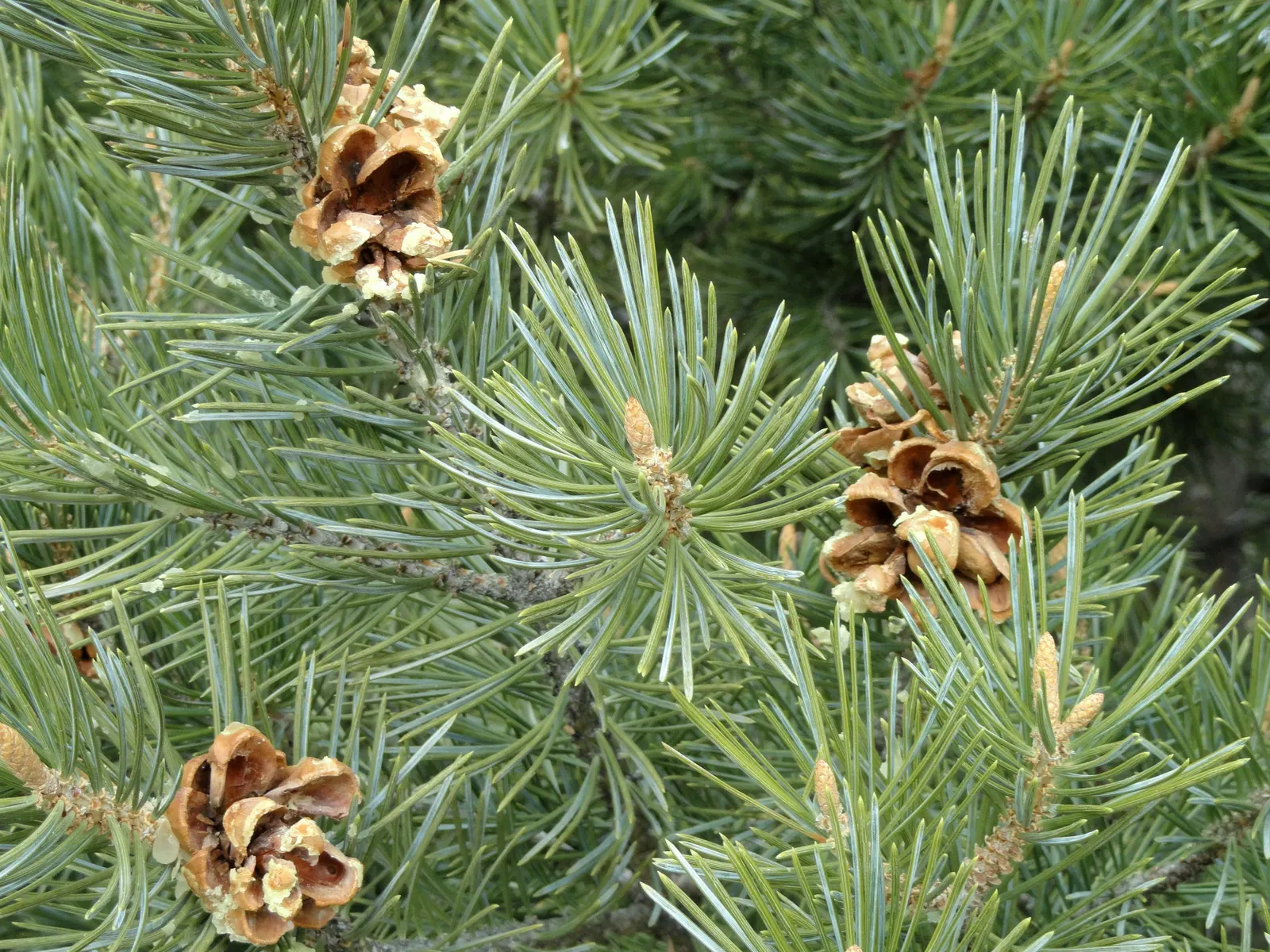 Pinon Pine, Pinyon Or Nut Pine (Pinus Edulis) — and offers habitat value for wildlife; sturdy branches adorned by needles in pairs