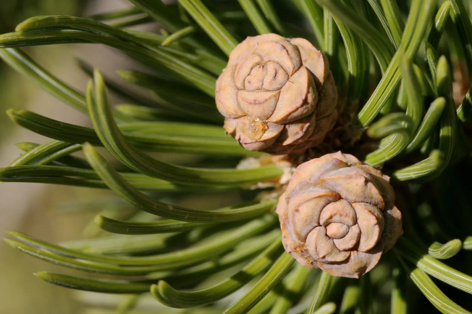 Pinon Pine, Pinyon Or Nut Pine (Pinus Edulis) — each measuring 1 to 2 inches in length.<br><br>The Pi√±on Pine's thick