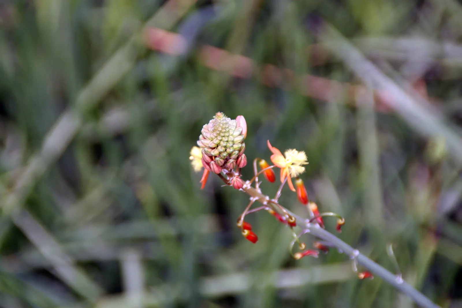Yellow Stalked Bulbine (Bulbine Frutescens) — drought-resistant perennial