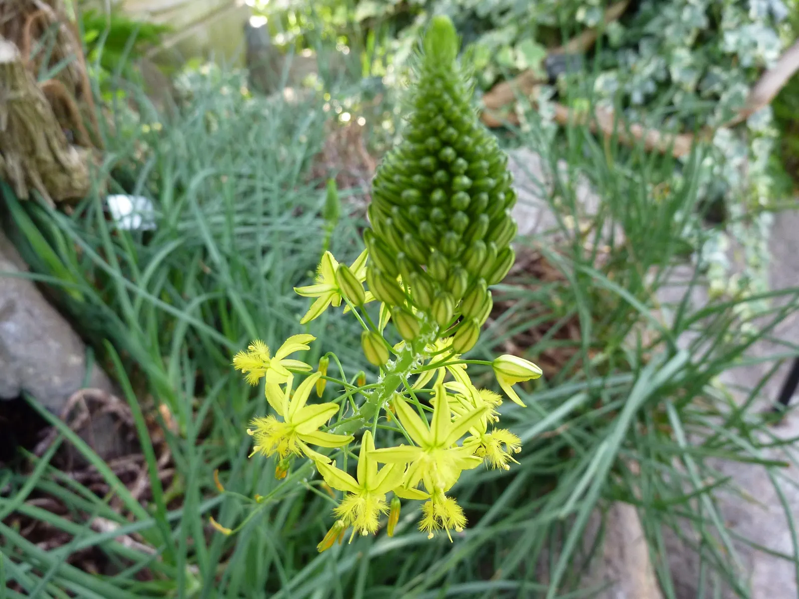 Yellow Stalked Bulbine (Bulbine Frutescens) — making it an ideal choice for water-wise landscapes and rock gardens