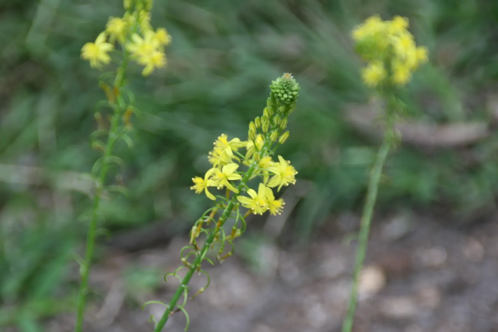 Yellow Stalked Bulbine (Bulbine Frutescens) — Profuse yellow, star-shaped flowers bloom atop 12-inch stalks, enhancing gardens from spring to fall; it forms