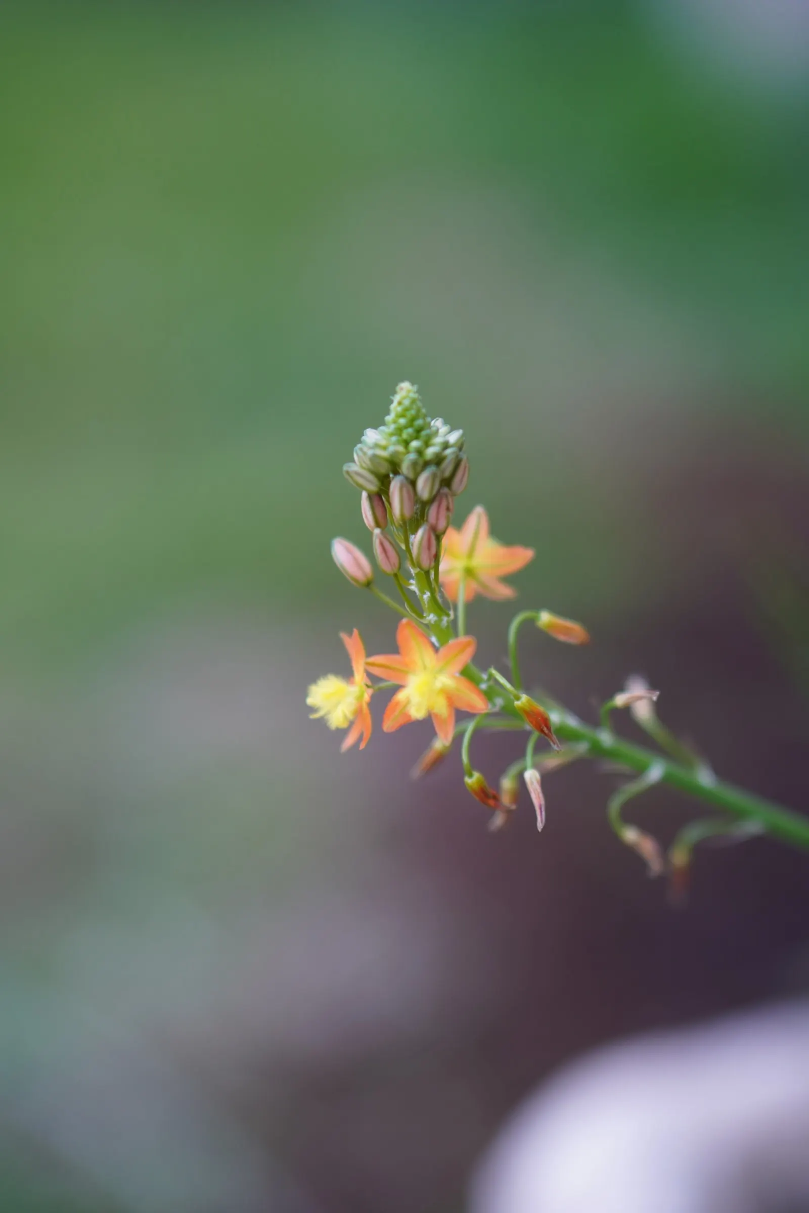 Yellow Stalked Bulbine (Bulbine Frutescens) — scientifically referred to as Bulbine frutescens; thriving in full sun or light shade