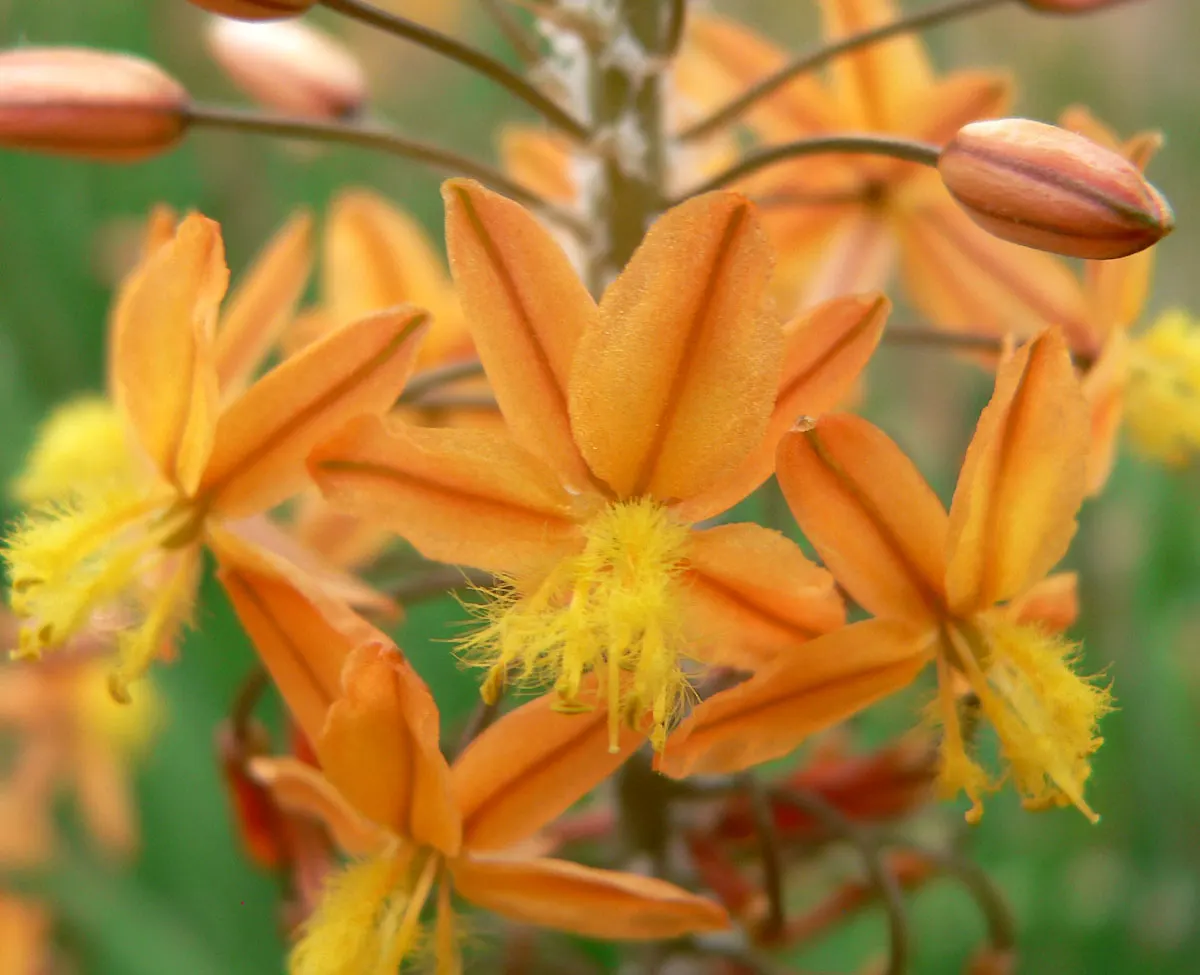 Yellow Stalked Bulbine (Bulbine Frutescens) — bright green leaves that grow up to a foot in length and approximately 4 to 8 inches in height