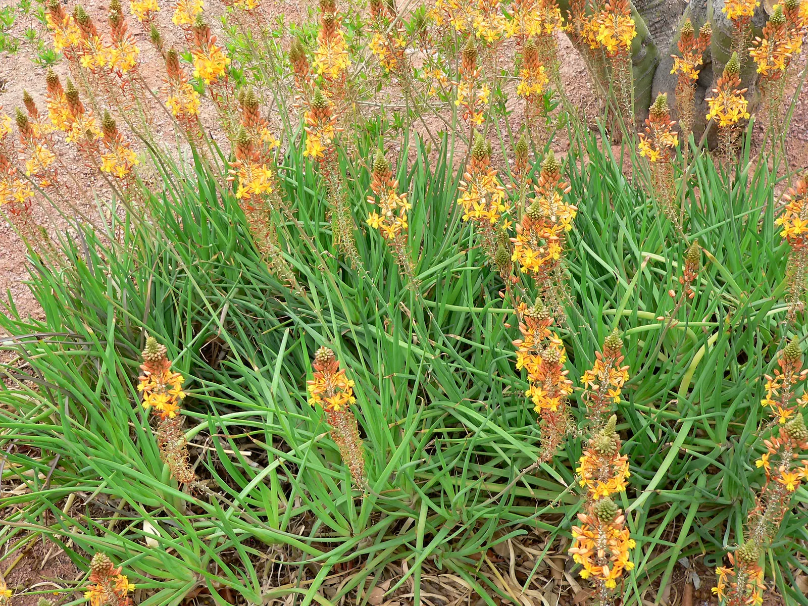 Yellow Stalked Bulbine (Bulbine Frutescens) — Space plants 12 inches apart for optimal growth