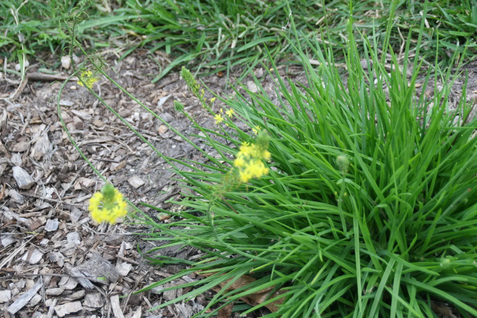 Yellow Stalked Bulbine (Bulbine Frutescens) — With its easy-going nature and warm floral display, it is a must-have for any vibrant garden design