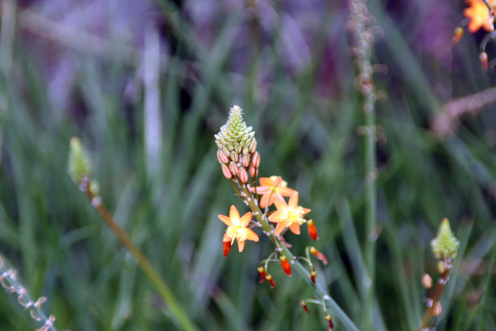 Yellow Stalked Bulbine (Bulbine Frutescens) — thriving in full sun or light shade; its leaves are arranged in a rosette