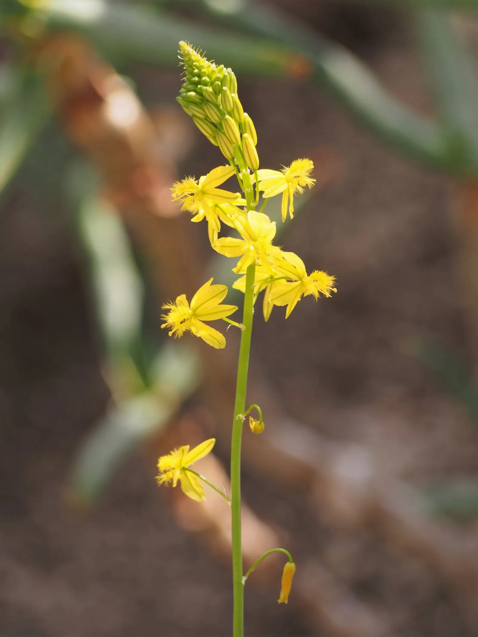 Yellow Stalked Bulbine (Bulbine Frutescens) — Profuse yellow, star-shaped flowers bloom atop 12-inch stalks, enhancing gardens from spring to fall