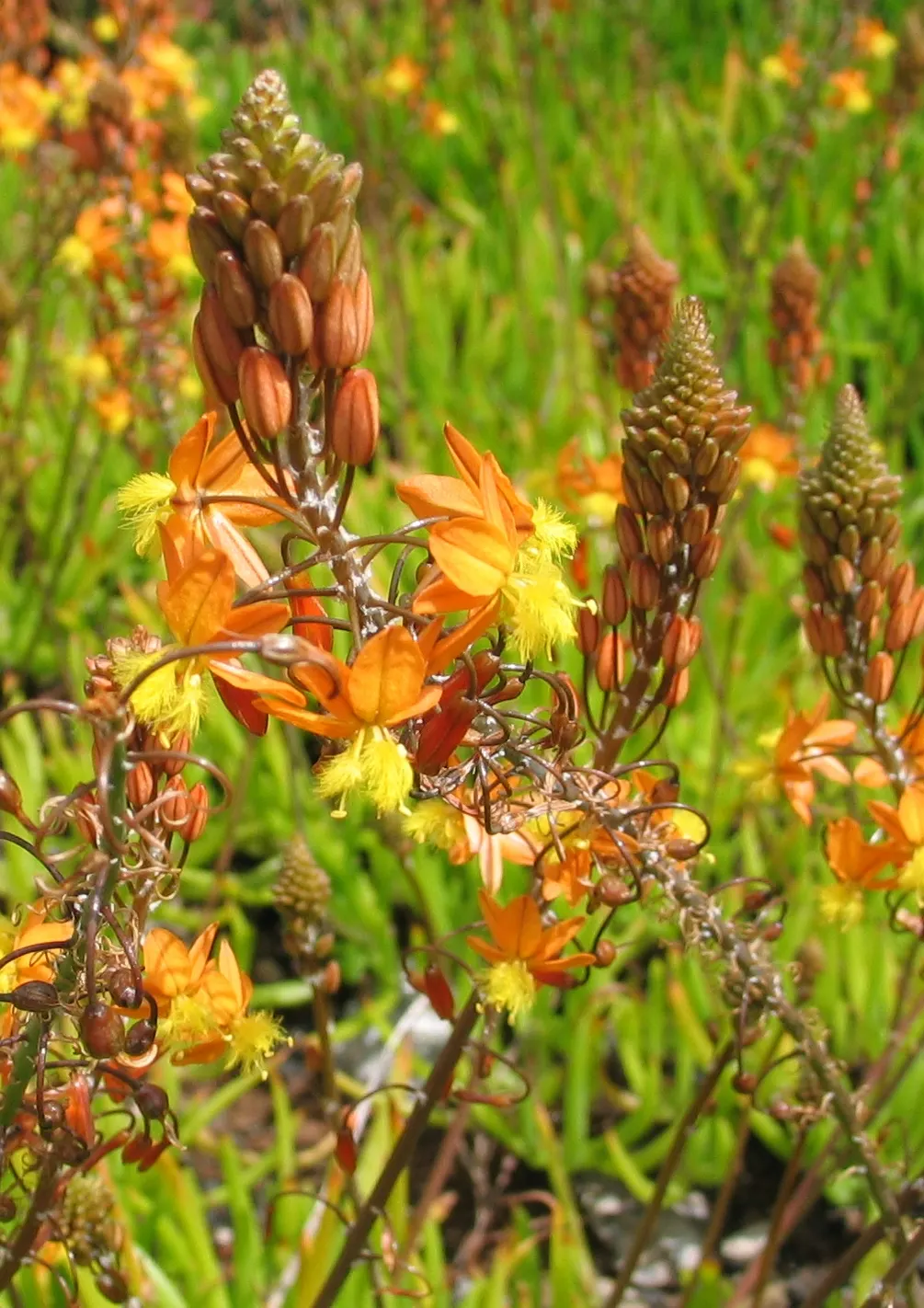 Yellow Stalked Bulbine (Bulbine Frutescens) — yellow flowers in the garden