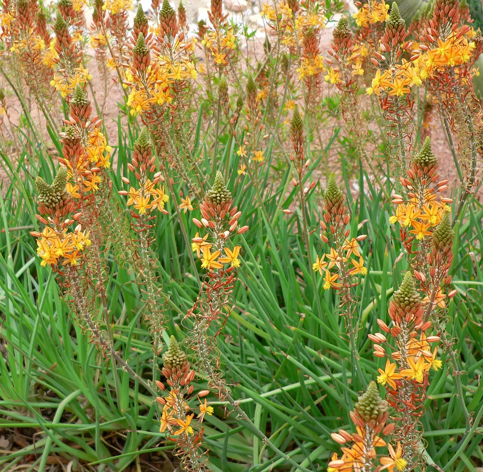 Yellow Stalked Bulbine (Bulbine Frutescens) — succulent perennial that offers a striking presence in any landscape design; this South African native thrives in