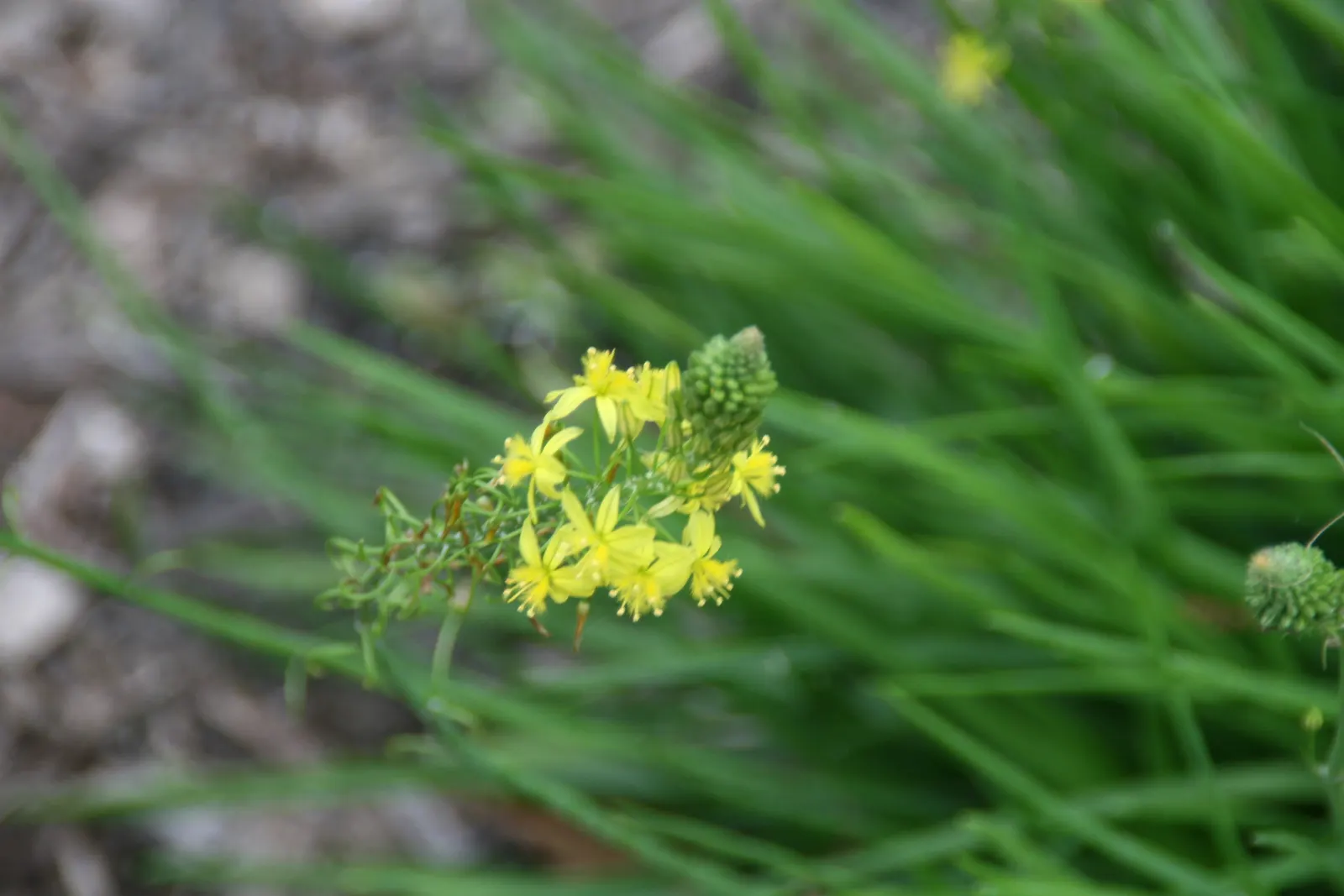 Yellow Stalked Bulbine (Bulbine Frutescens) — creating a gentle wave of color when swayed by the breeze