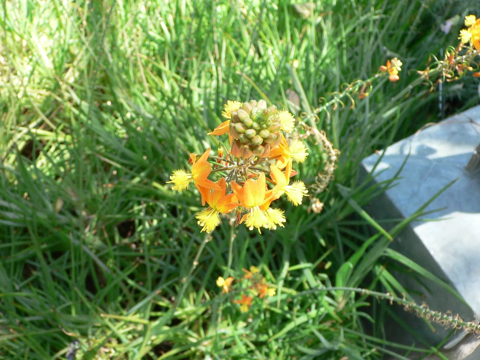 Yellow Stalked Bulbine (Bulbine Frutescens) — adding a textural element to garden spaces.<br><br>From spring to fall