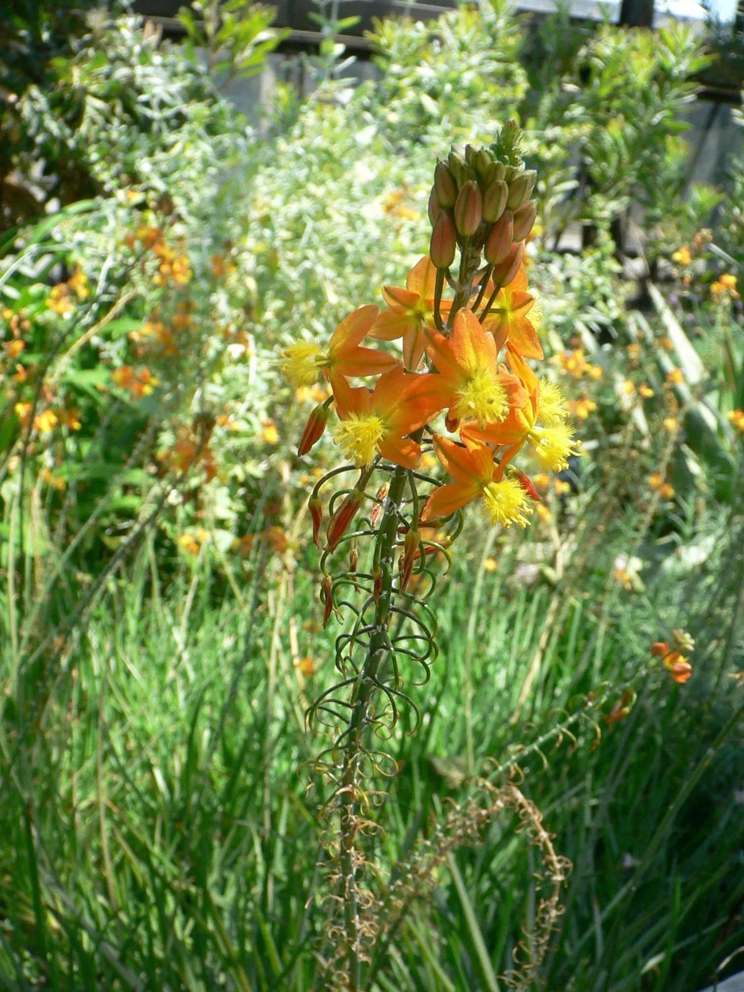 Yellow Stalked Bulbine (Bulbine Frutescens) — succulent with yellow blooms; adding a textural element to garden spaces.<br><br>From spring to fall