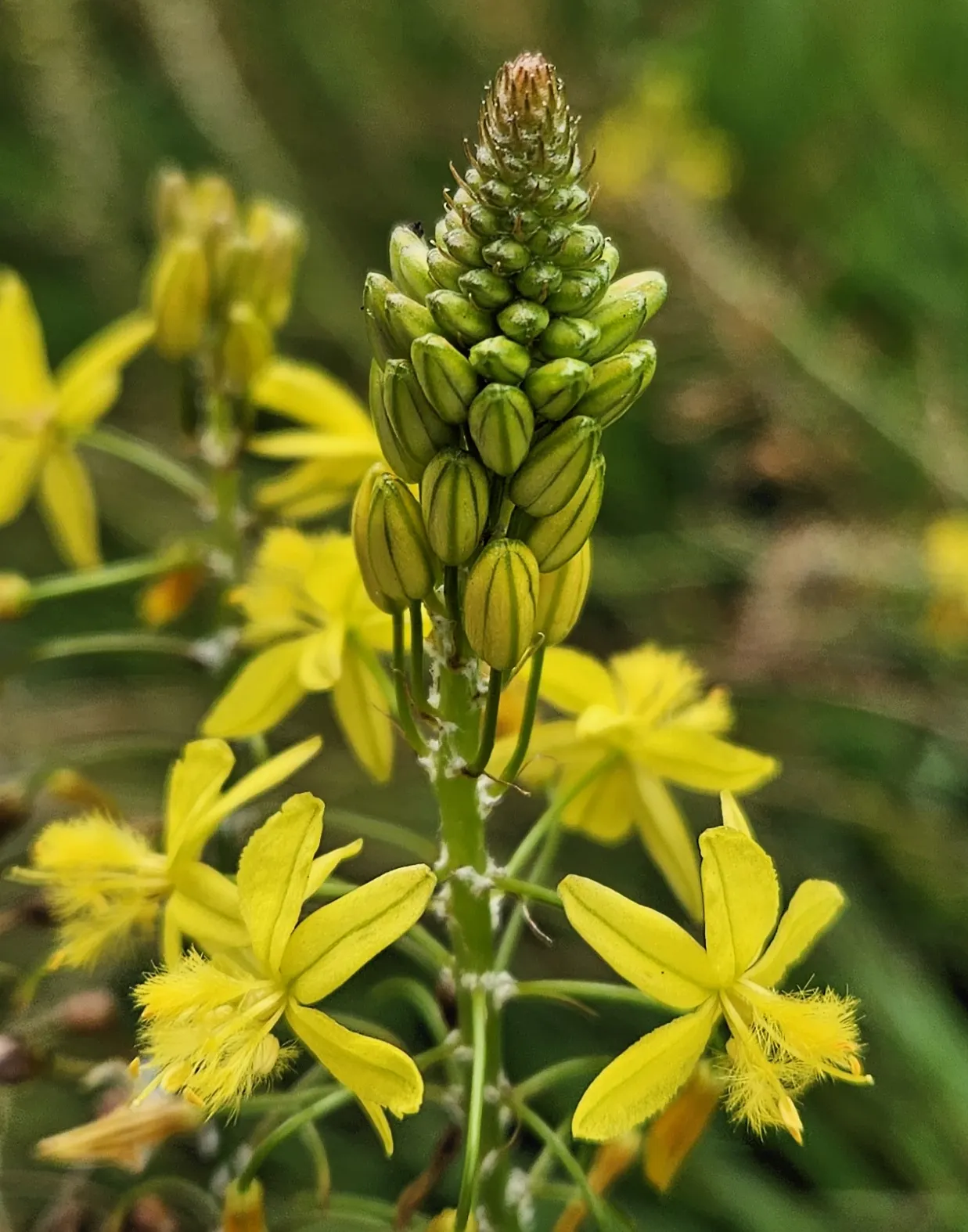 Yellow Stalked Bulbine (Bulbine Frutescens) — It prefers a sunny location with well-draining soil and requires minimal maintenance; the Yellow Stalked Bulbine