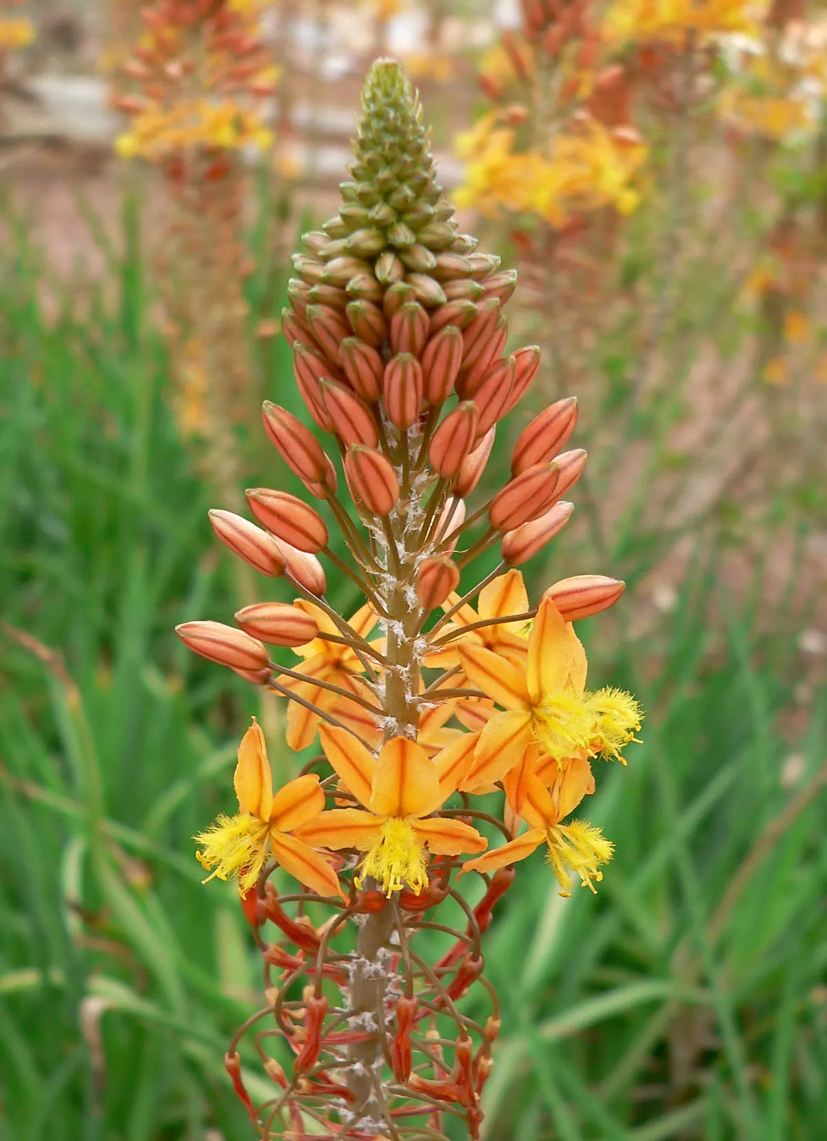 Yellow Stalked Bulbine (Bulbine Frutescens) — With its easy-going nature and warm floral display, it is a must-have for any vibrant garden design; yellow