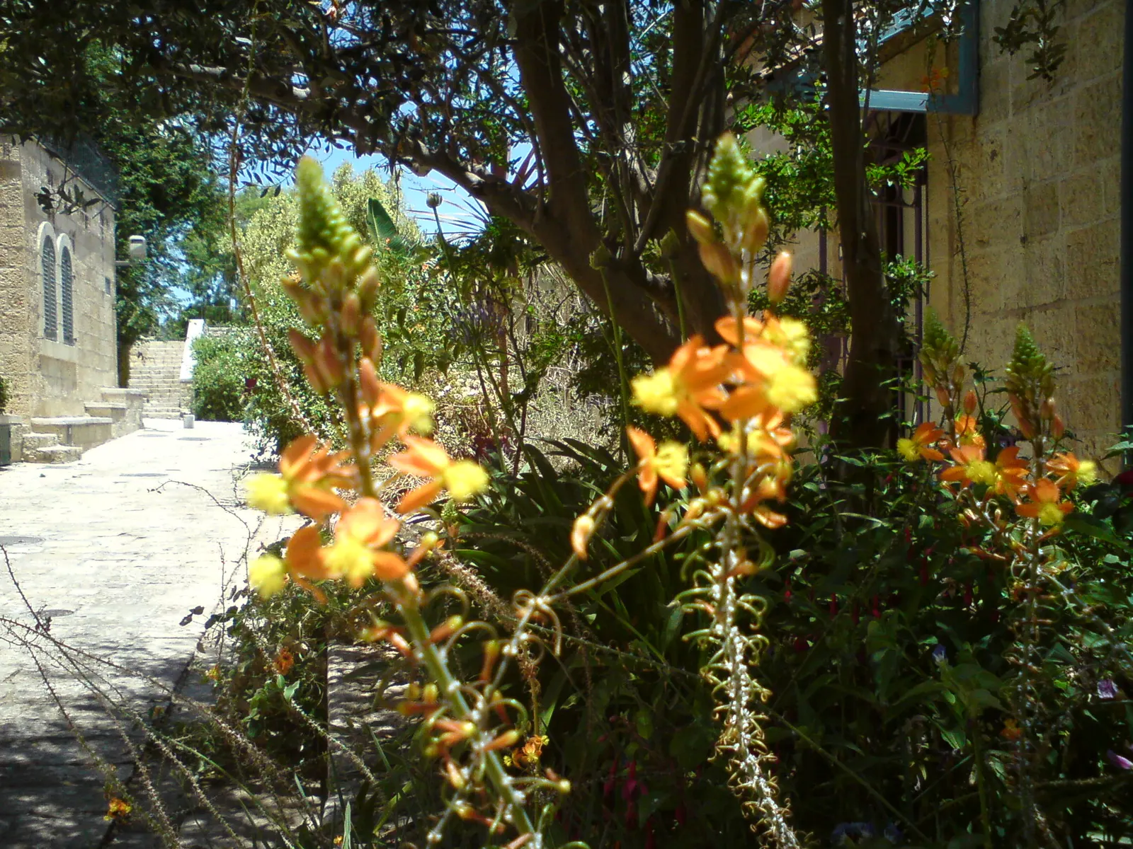 Yellow Stalked Bulbine (Bulbine Frutescens) — Ideal for rockeries, borders, and ground cover, it attracts pollinators while requiring minimal, image 27