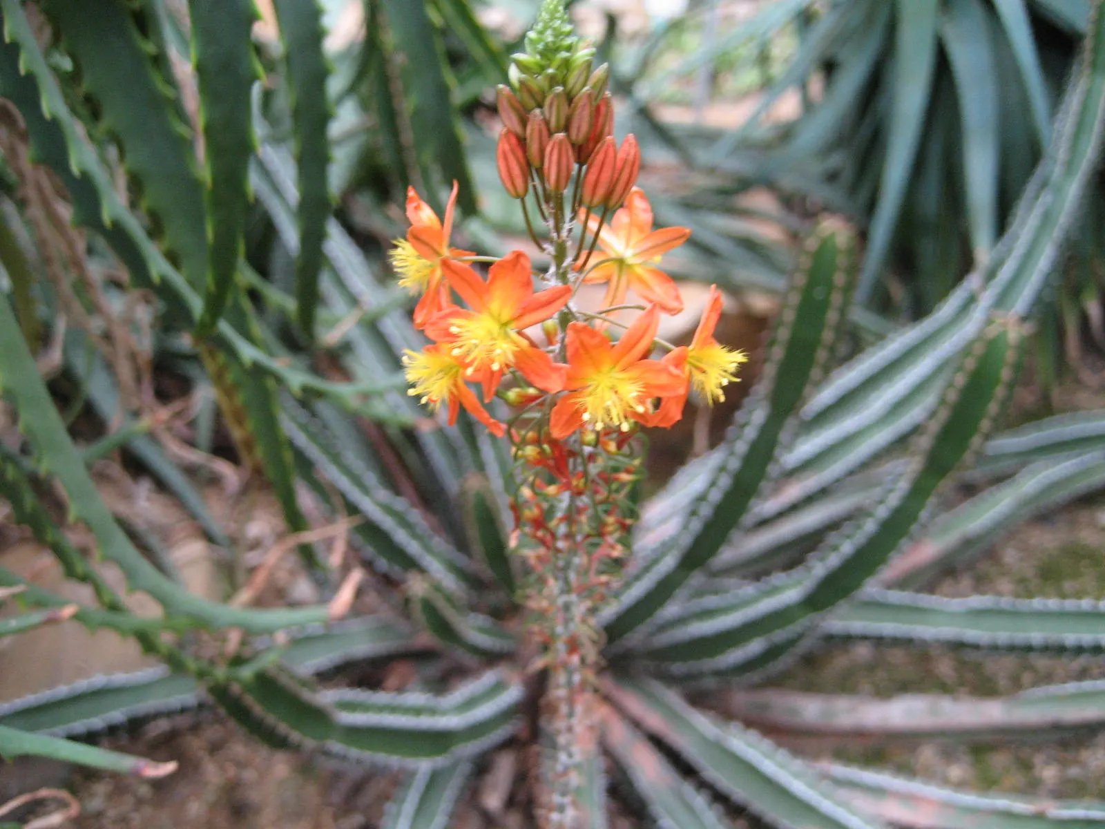 Yellow Stalked Bulbine (Bulbine Frutescens) — Ideal for rockeries, borders, and ground cover, it attracts pollinators while requiring minimal maintenance