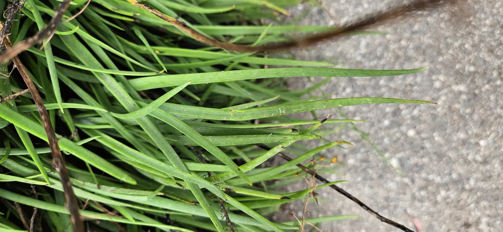 Yellow Stalked Bulbine (Bulbine Frutescens) — bright green leaves that grow up to a foot in length and approximately 4 to 8 inches in height; drought-resistant