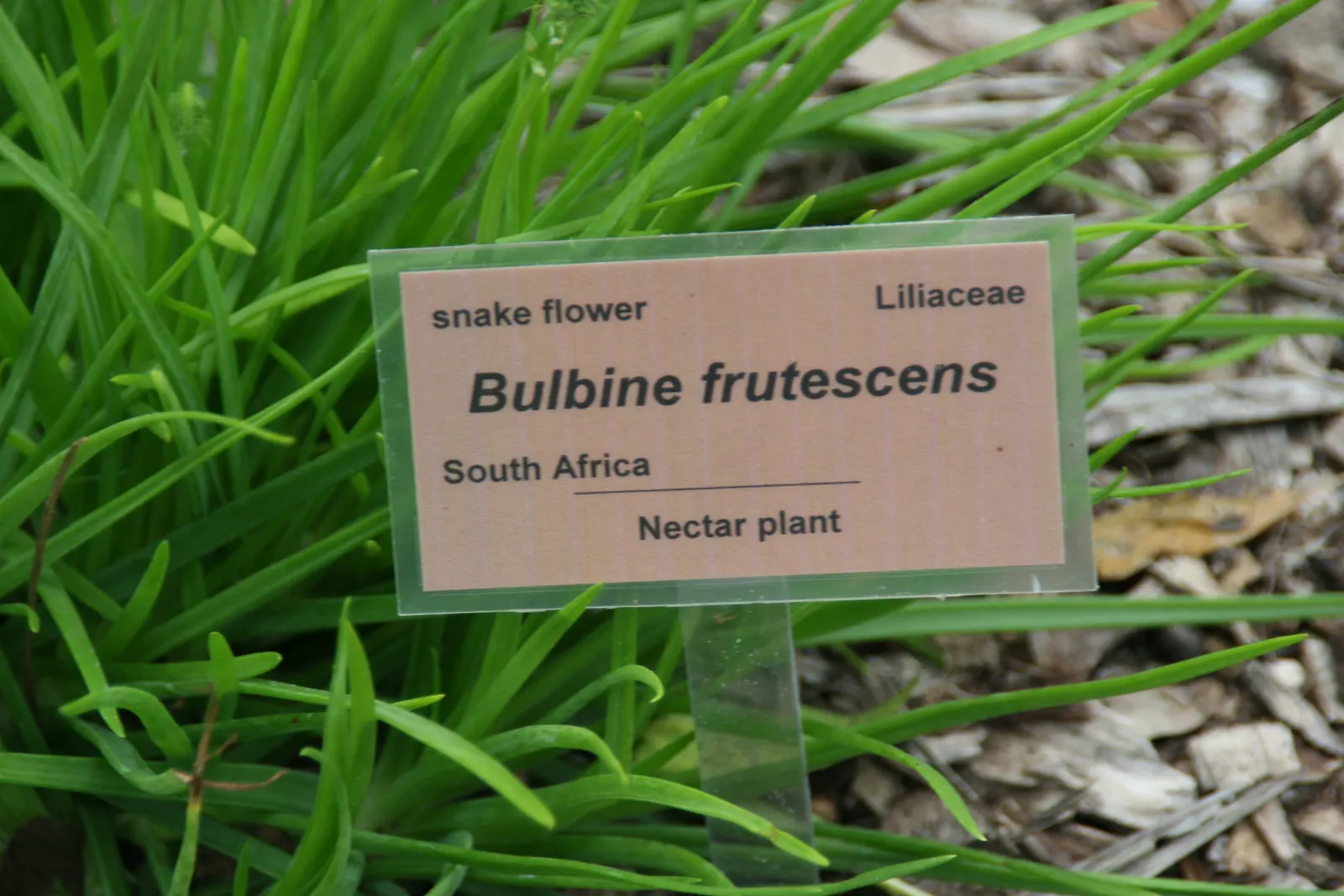 Yellow Stalked Bulbine (Bulbine Frutescens) — scientifically referred to as Bulbine frutescens