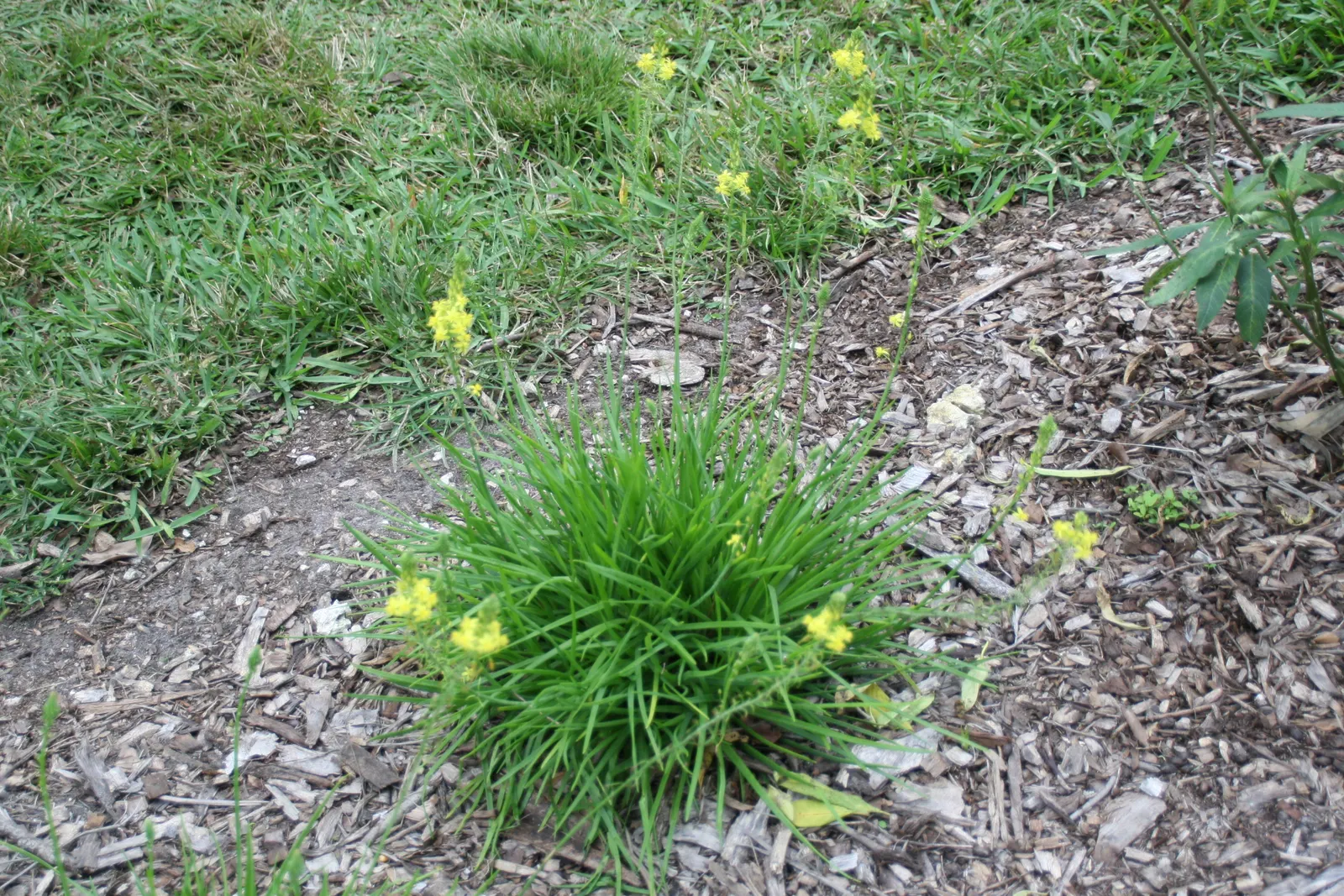 Yellow Stalked Bulbine (Bulbine Frutescens) — the Yellow Stalked Bulbine produces an abundance of yellow (and sometimes orange) star-shaped flowers