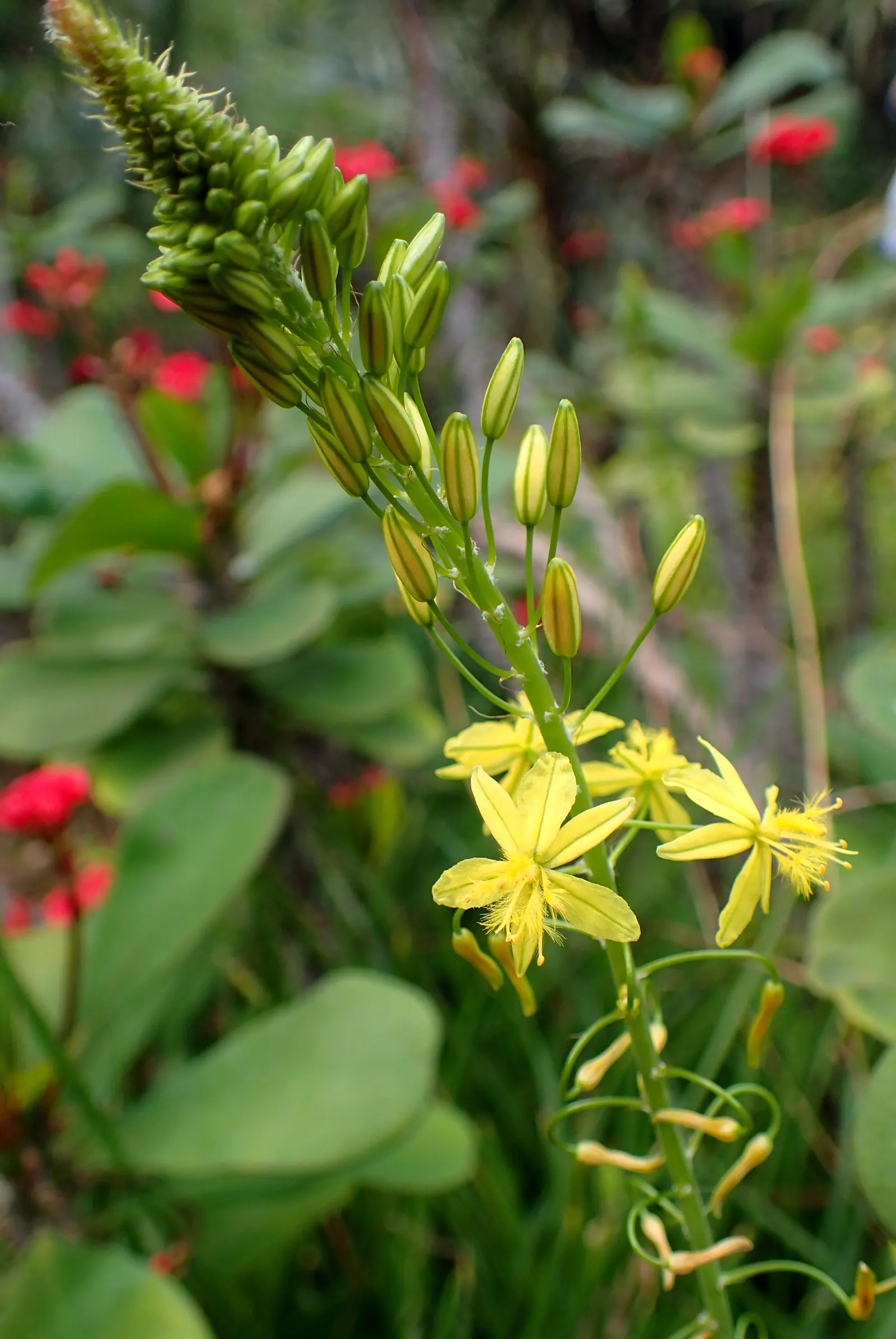 Yellow Stalked Bulbine (Bulbine Frutescens) — making it an ideal choice for water-wise landscapes and rock gardens; space plants 12 inches apart for optimal