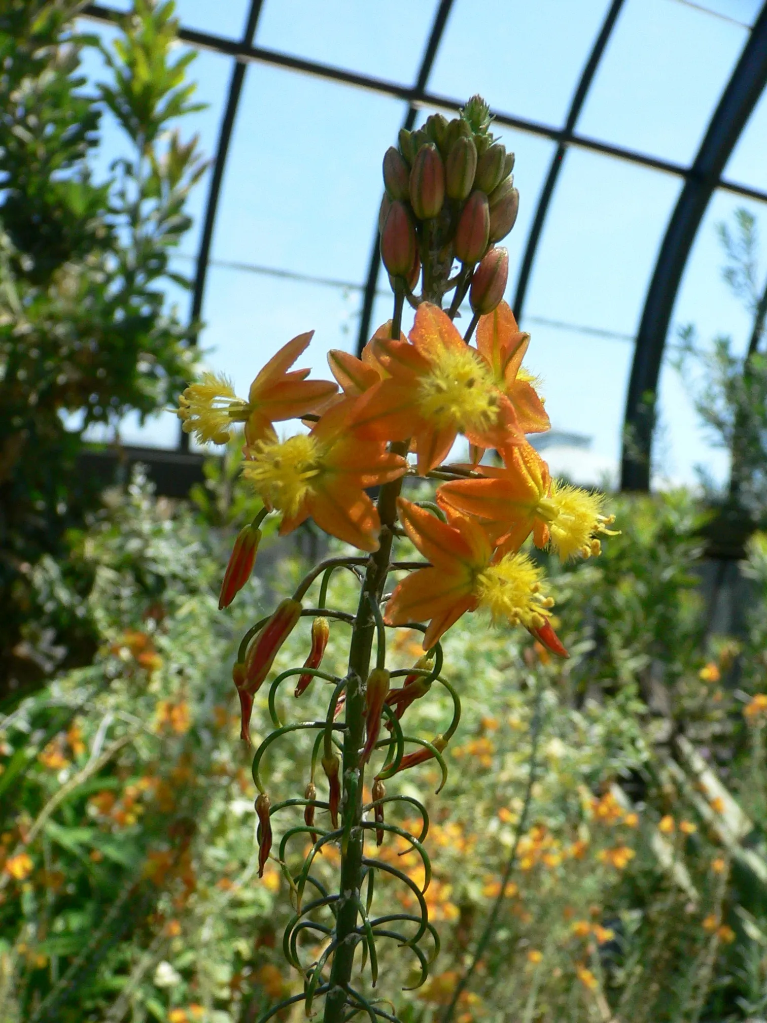 Yellow Stalked Bulbine (Bulbine Frutescens) — These blossoms are perched on stalks that reach heights of up to 18 inches