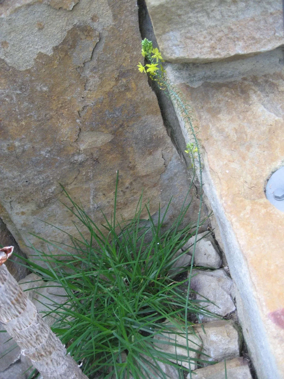 Yellow Stalked Bulbine (Bulbine Frutescens) — creating a gentle wave of color when swayed by the breeze; these blossoms are perched on stalks that reach