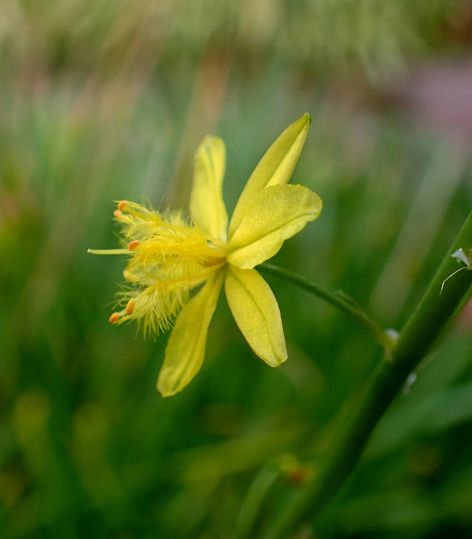 Yellow Stalked Bulbine (Bulbine Frutescens) — This South African native thrives in USDA hardiness zones 9 to 11 and displays fleshy; enhancing the biodiversity