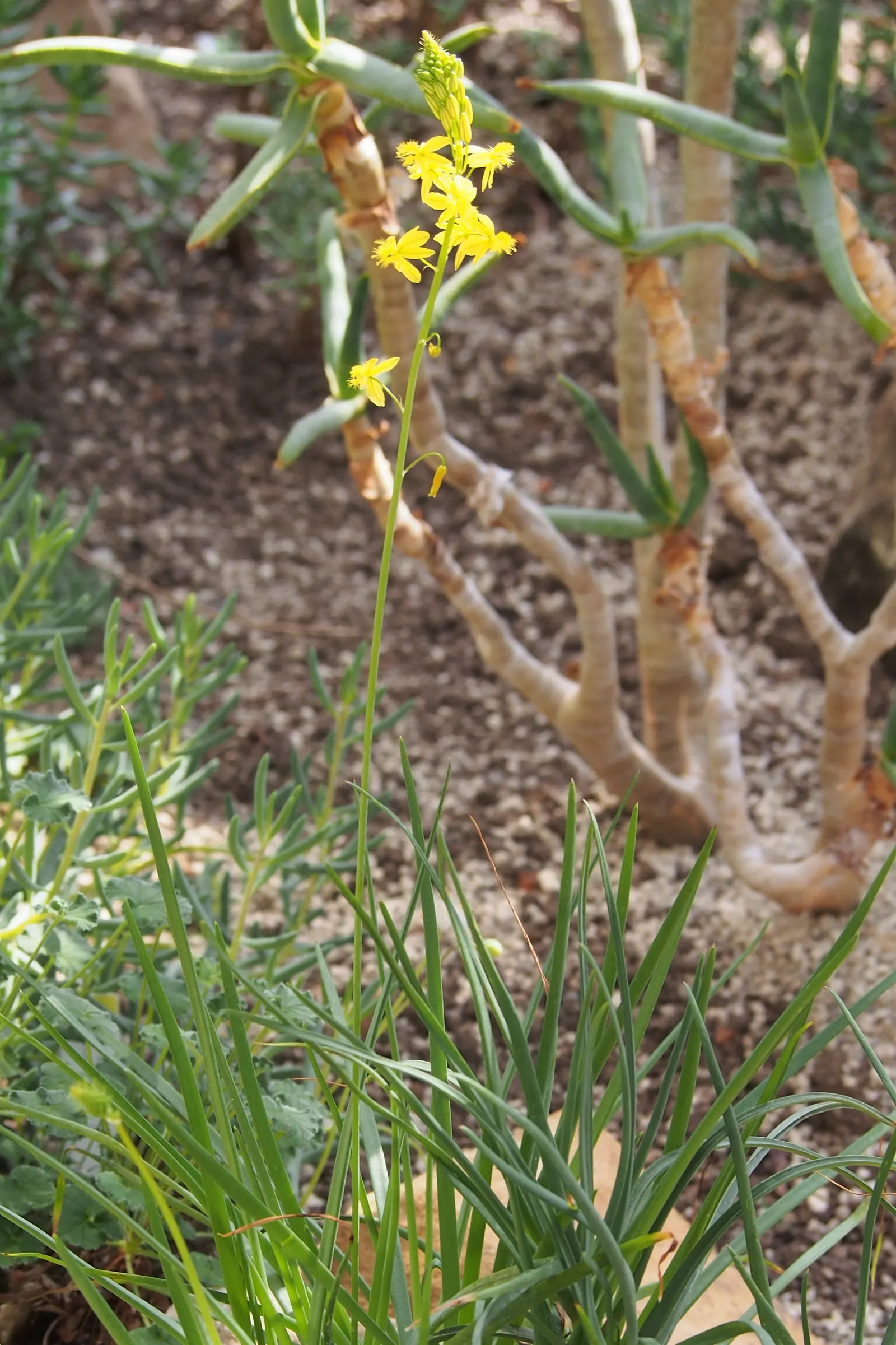 Yellow Stalked Bulbine (Bulbine Frutescens) — succulent for full or half or shade; with its easy-going nature and warm floral display, it is a must-have for