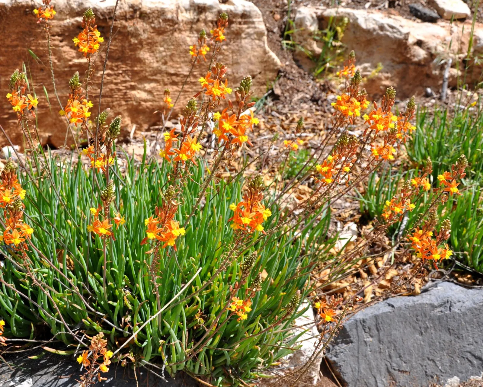Yellow Stalked Bulbine (Bulbine Frutescens) — the Yellow Stalked Bulbine produces an abundance of yellow (and sometimes orange) star-shaped flowers; succulent