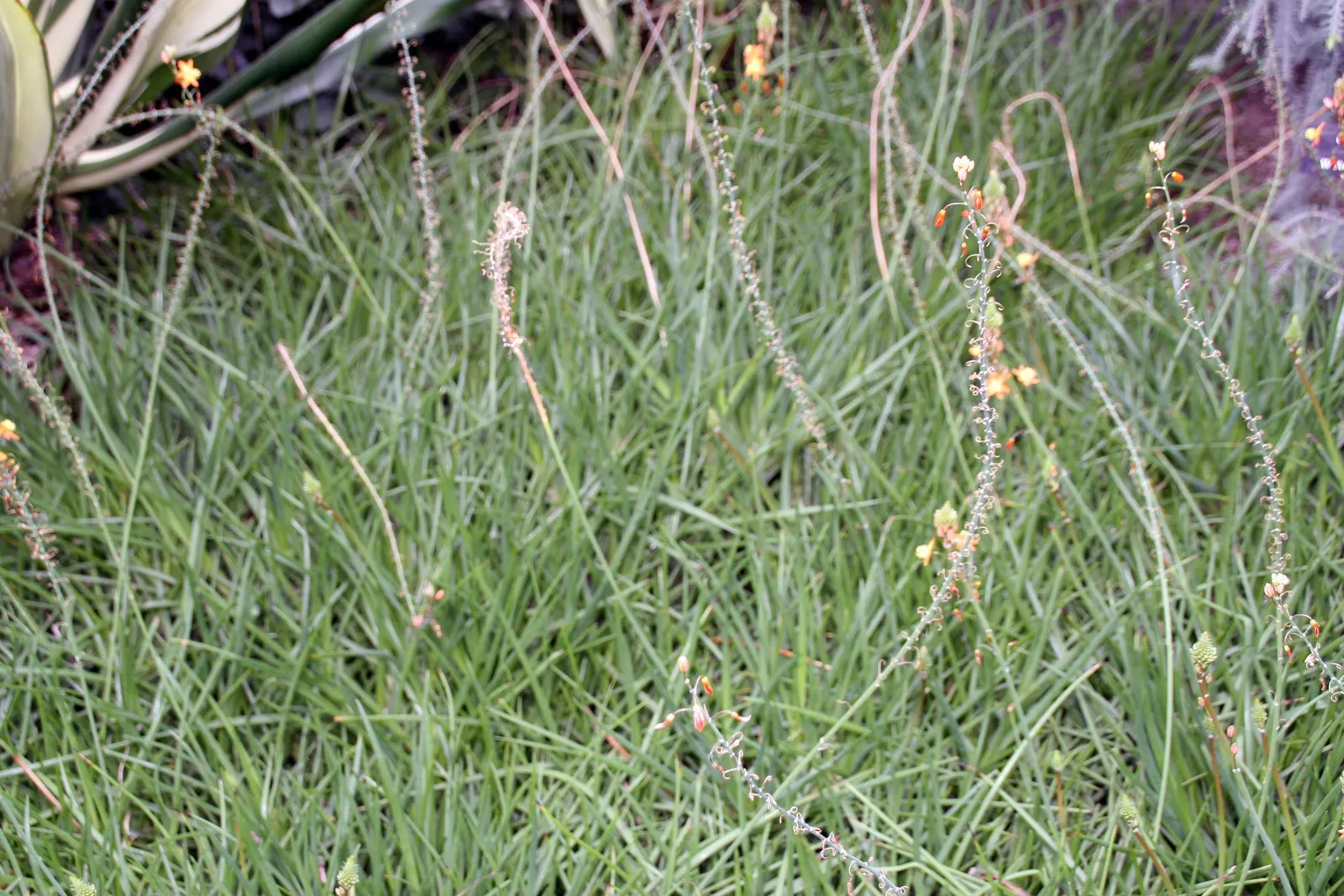 Yellow Stalked Bulbine (Bulbine Frutescens) — succulent with yellow blooms