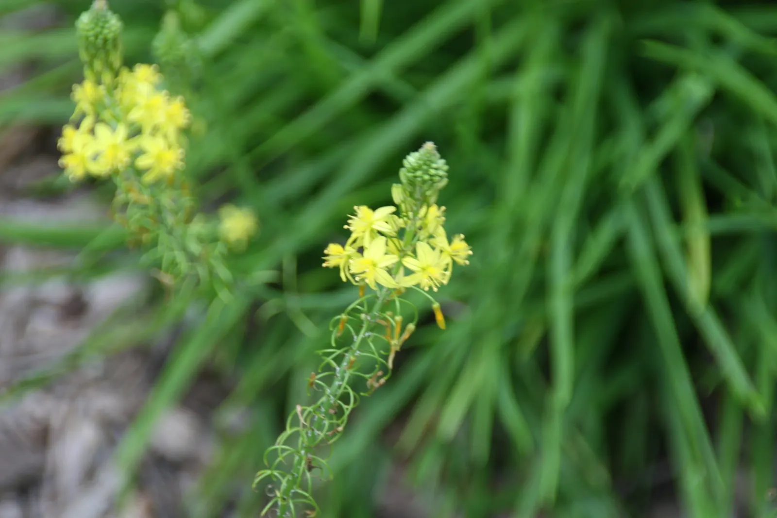 Yellow Stalked Bulbine (Bulbine Frutescens) — This South African native thrives in USDA hardiness zones 9 to 11 and displays fleshy