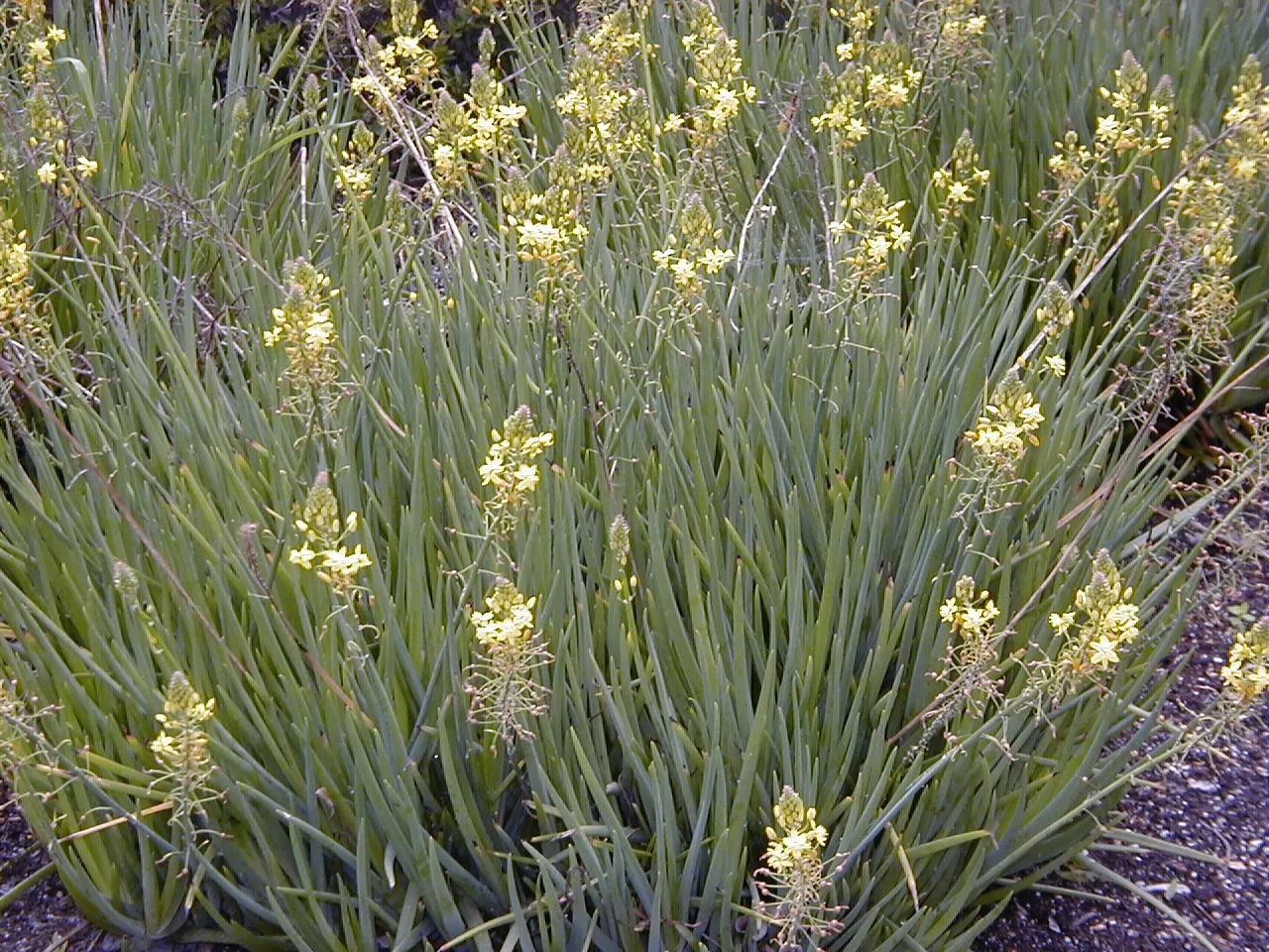 Yellow Stalked Bulbine (Bulbine Frutescens) — drought-resistant perennial; profuse yellow, star-shaped flowers bloom atop 12-inch stalks, enhancing, image 45