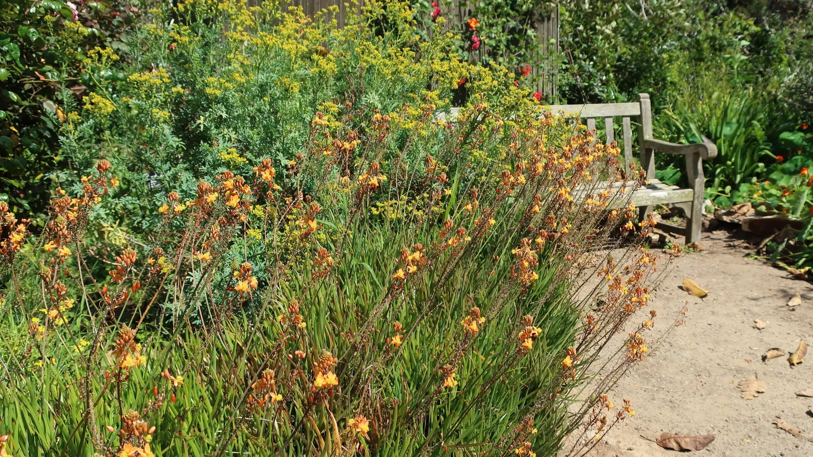 Yellow Stalked Bulbine (Bulbine Frutescens) — succulent for full or half or shade