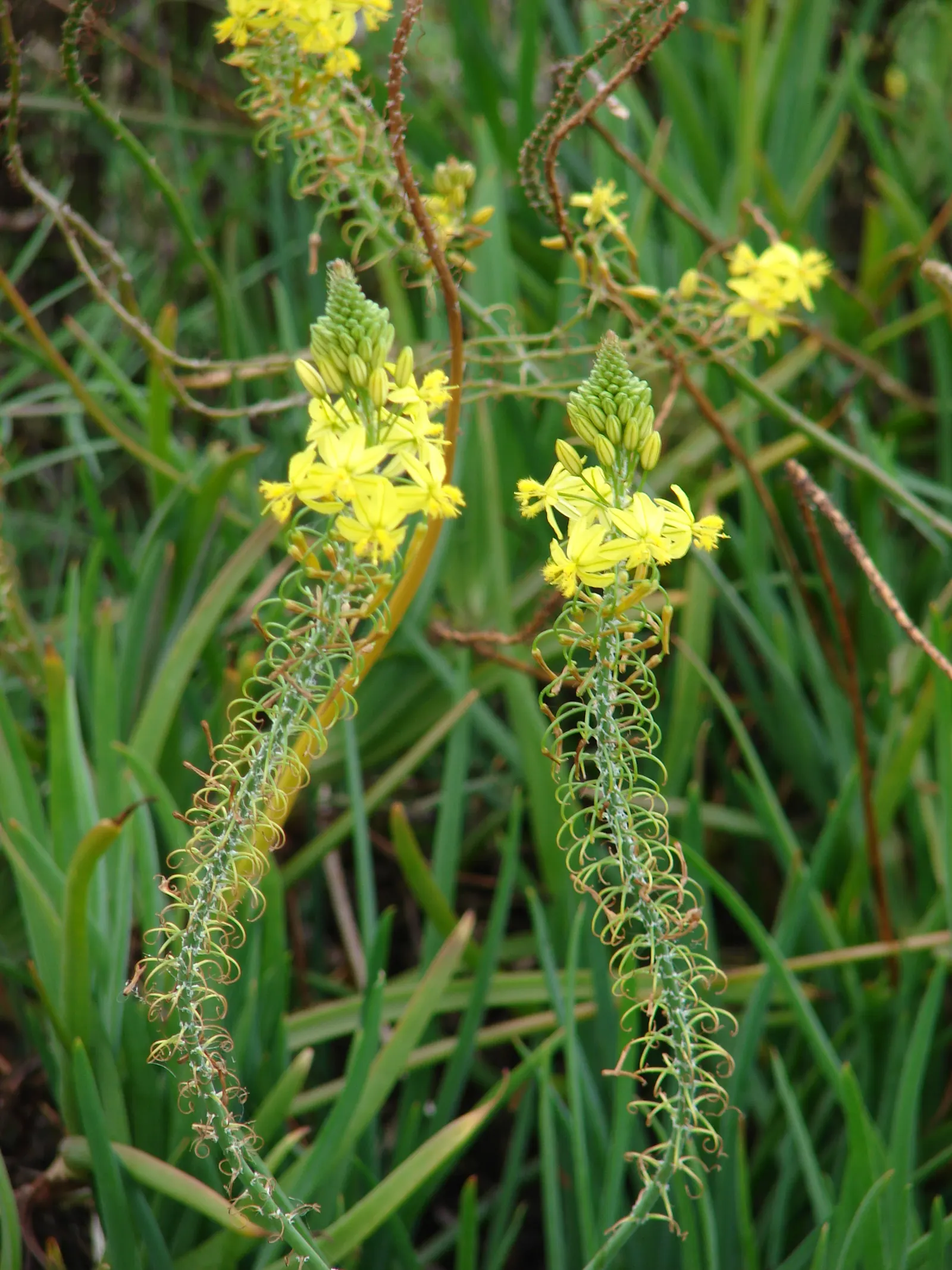 Yellow Stalked Bulbine (Bulbine Frutescens) — enhancing the biodiversity of your garden.<br><br>This hardy plant is drought tolerant once established