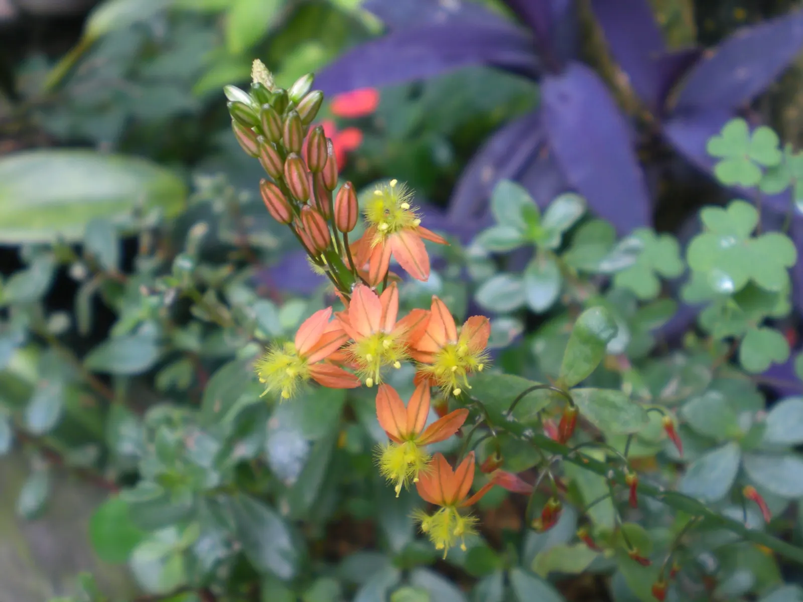 Yellow Stalked Bulbine (Bulbine Frutescens) — It forms clumping tufts up to 18 inches tall and wide, with succulent, grass-like foliage