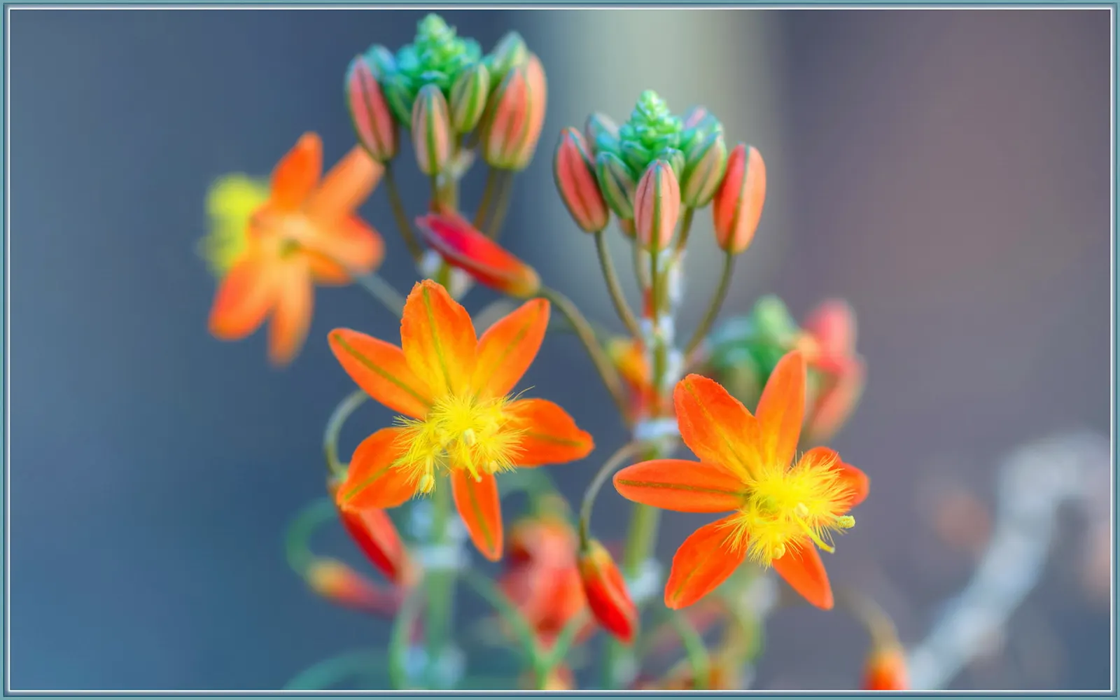 Yellow Stalked Bulbine (Bulbine Frutescens) — It forms clumping tufts up to 18 inches tall and wide, with succulent, grass-like foliage; it prefers a sunny
