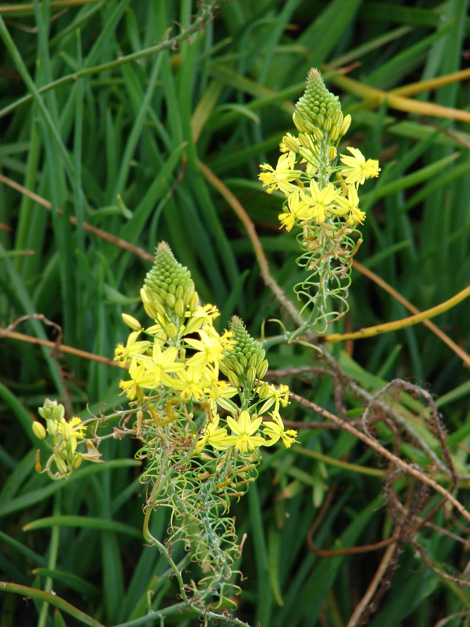Yellow Stalked Bulbine (Bulbine Frutescens) — Its leaves are arranged in a rosette