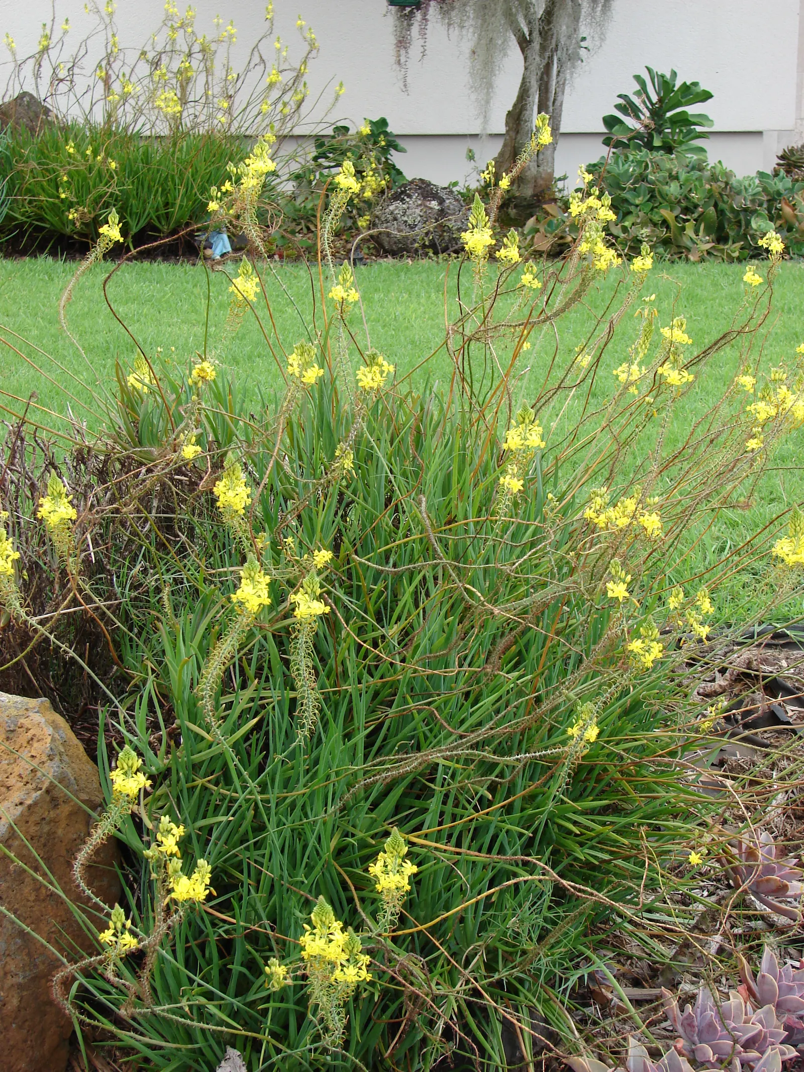 Yellow Stalked Bulbine (Bulbine Frutescens) — succulent perennial that offers a striking presence in any landscape design