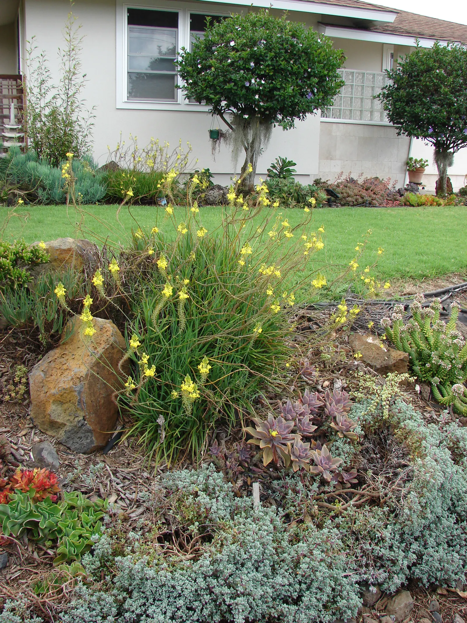 Yellow Stalked Bulbine (Bulbine Frutescens) — It prefers a sunny location with well-draining soil and requires minimal maintenance