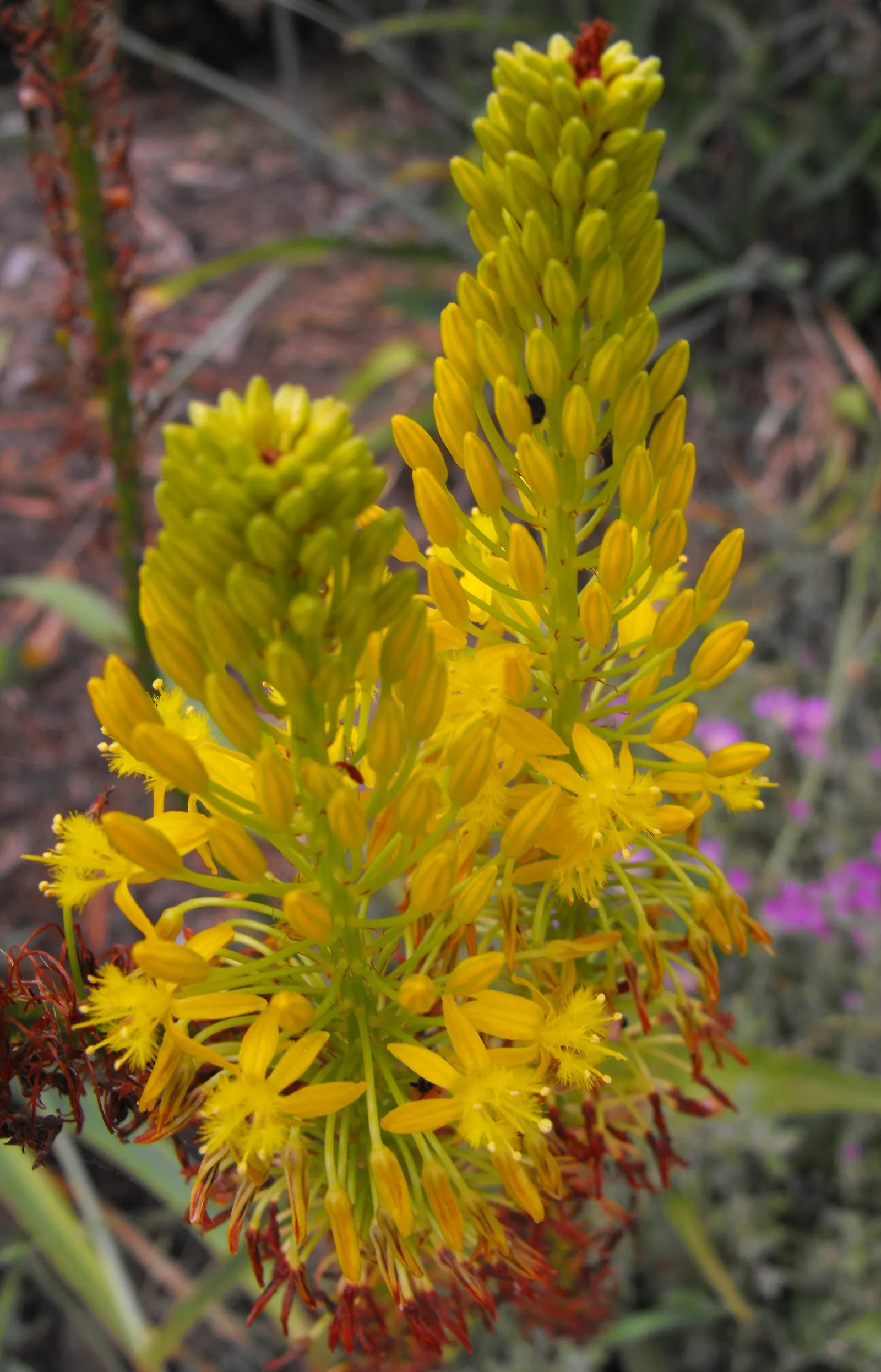 Yellow Stalked Bulbine (Bulbine Frutescens) — enhancing the biodiversity of your garden.<br><br>This hardy plant is drought tolerant once, image 38